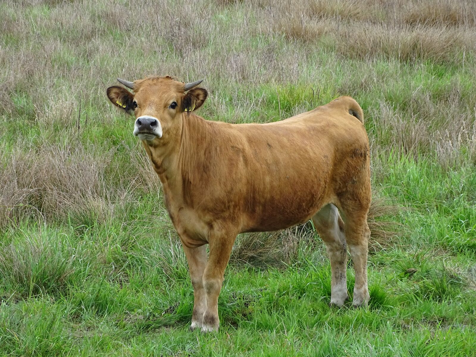 Sony Cyber-shot DSC-HX400V sample photo. Cow, grazing, beef photography