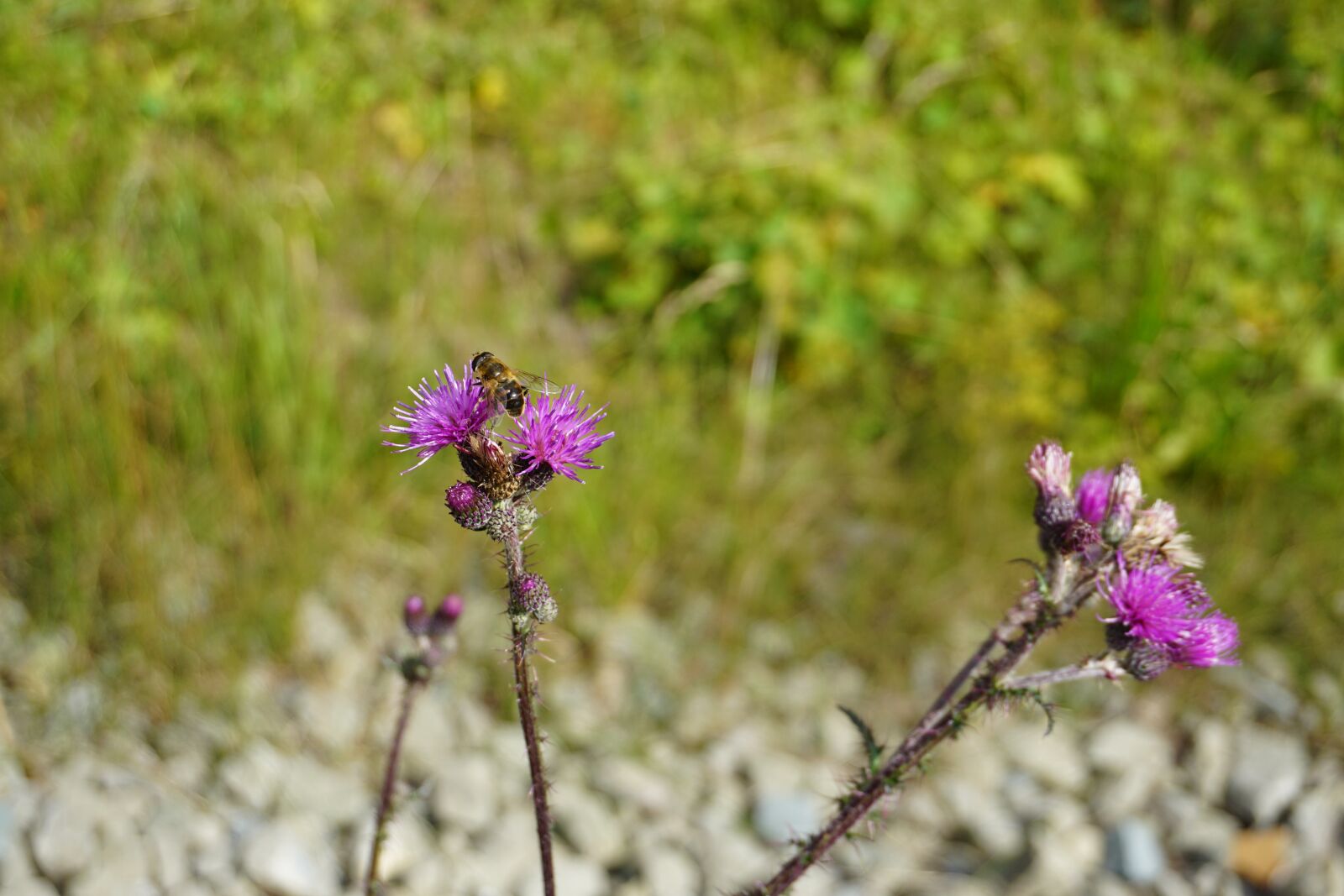 Sony E 16-50mm F3.5-5.6 PZ OSS sample photo. Insect, bees, allgäu photography