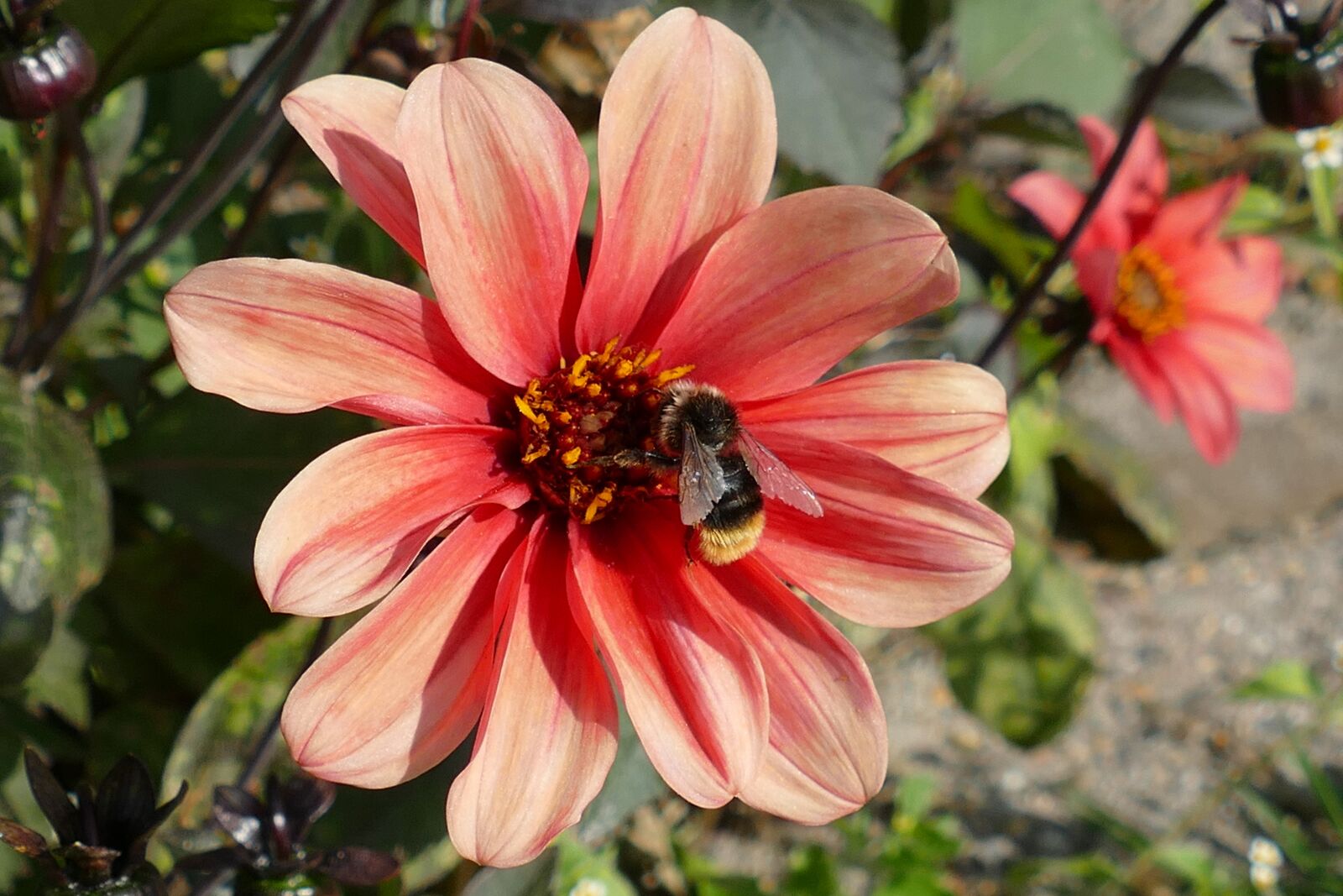 Panasonic Lumix DMC-FZ1000 sample photo. Dahlia, bee, pollinate photography