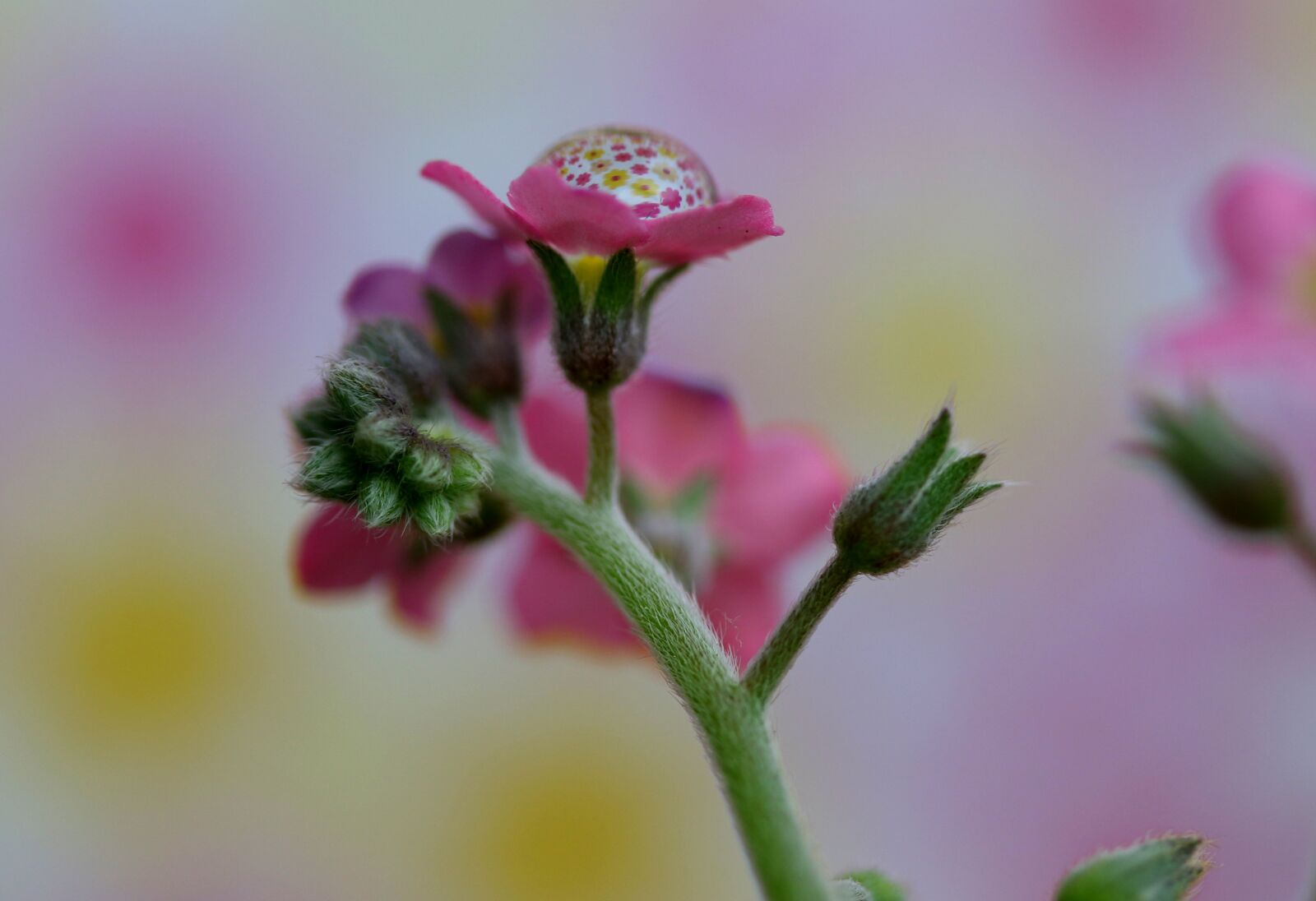 Canon EF-S 60mm F2.8 Macro USM sample photo. Forget-me-not, flower, pink photography
