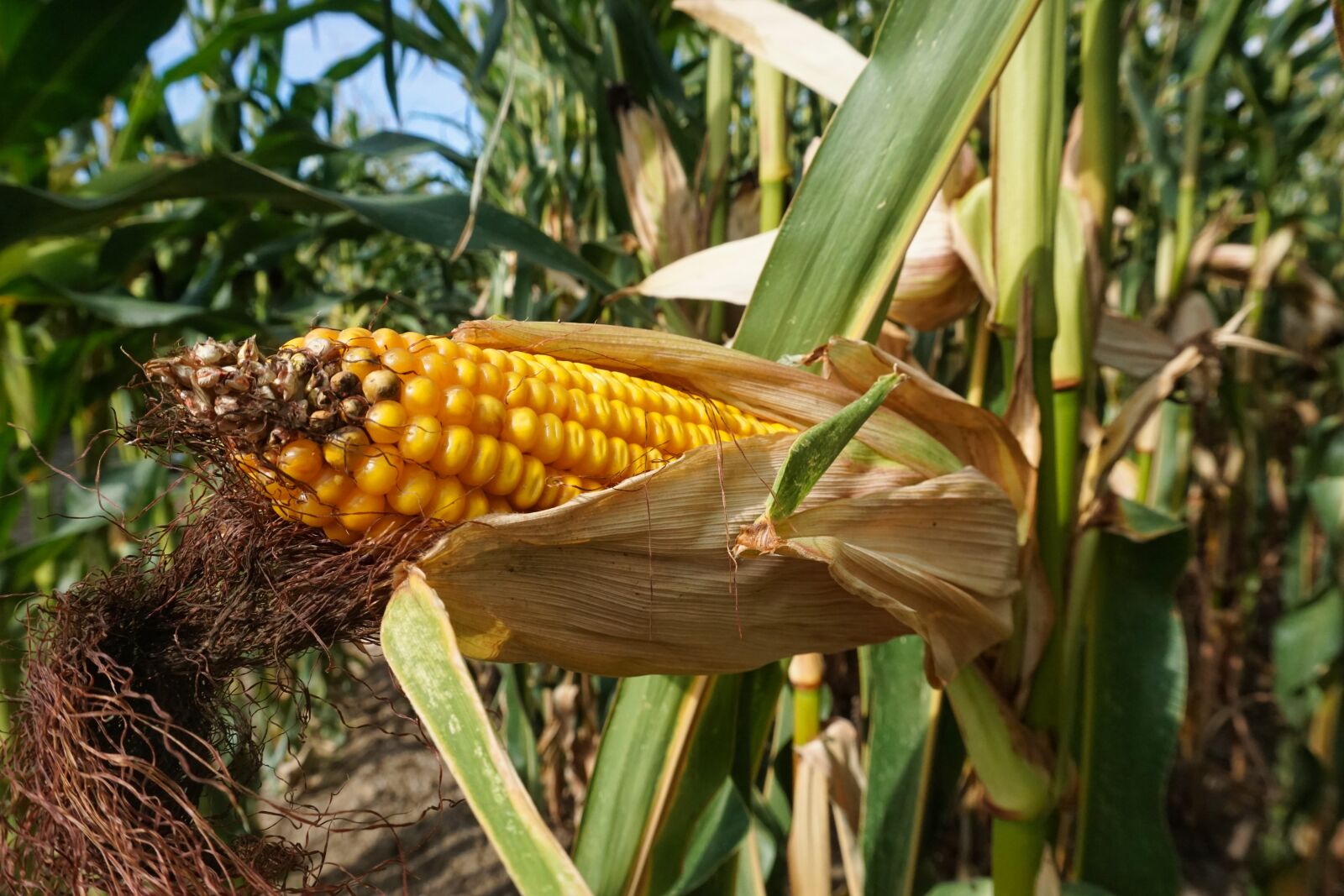 Sony a5100 sample photo. Corn, cornfield, corn on photography