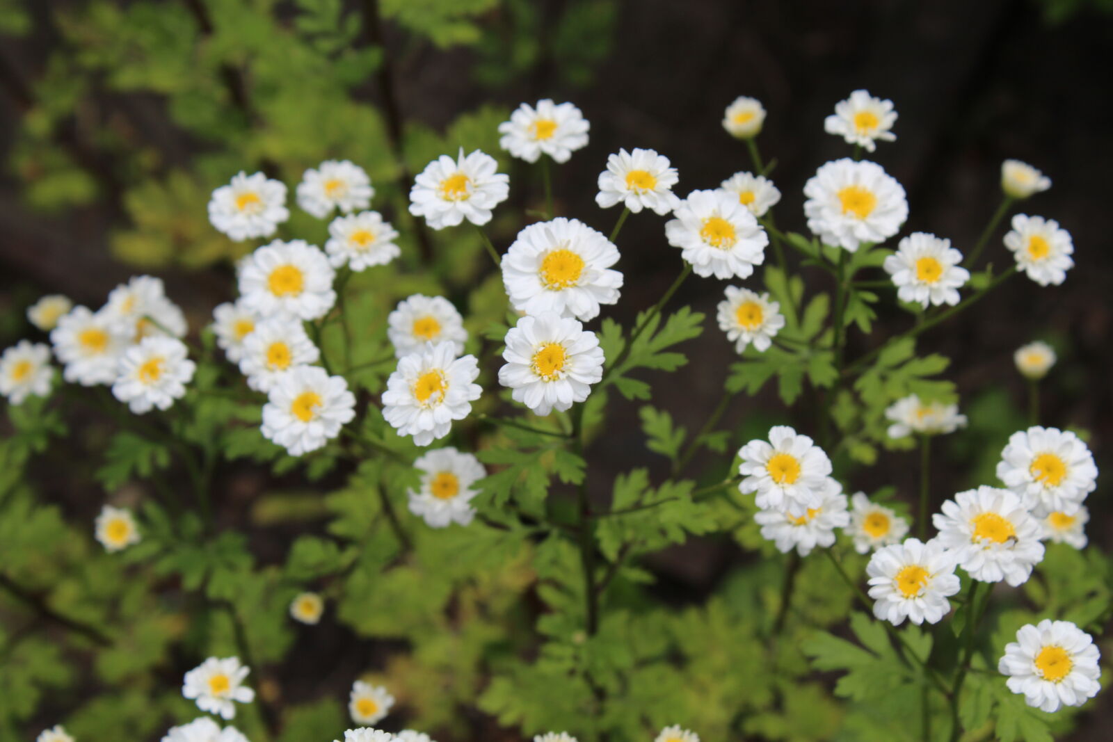 Canon EOS 1200D (EOS Rebel T5 / EOS Kiss X70 / EOS Hi) sample photo. Flower, flowers, nature photography