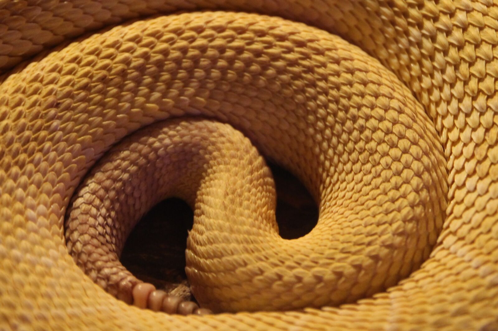 Canon EOS 700D (EOS Rebel T5i / EOS Kiss X7i) sample photo. Snake, yellow, reptile photography