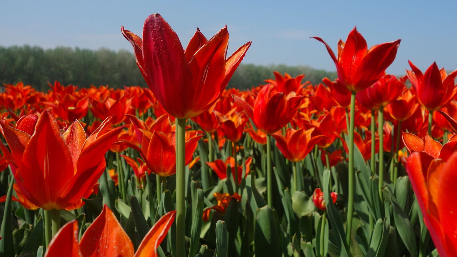 Sony Cyber-shot DSC-RX100 sample photo. Tulips, bulbs, tulip photography