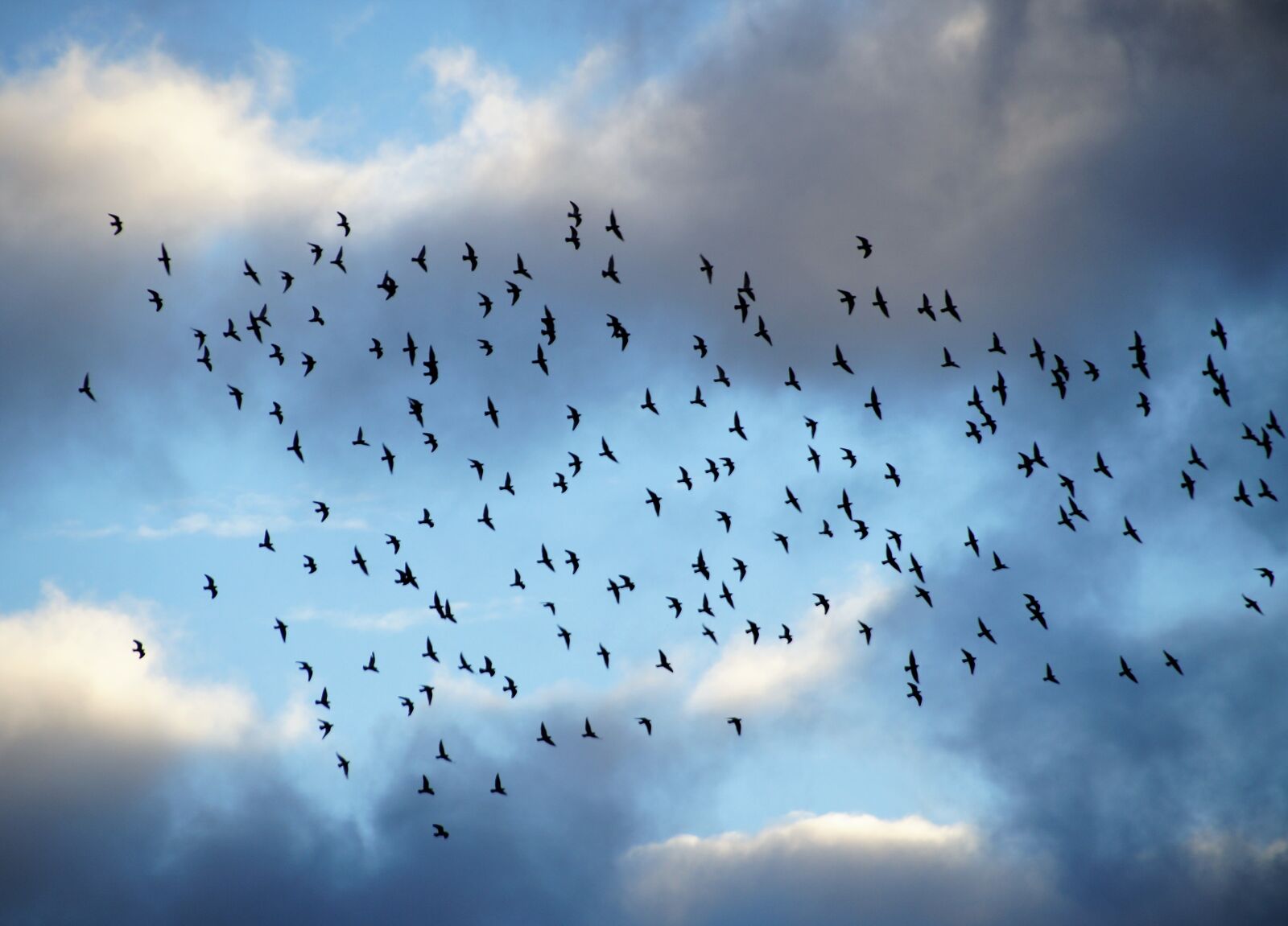 Sony SLT-A58 sample photo. Birds, a bevy of photography