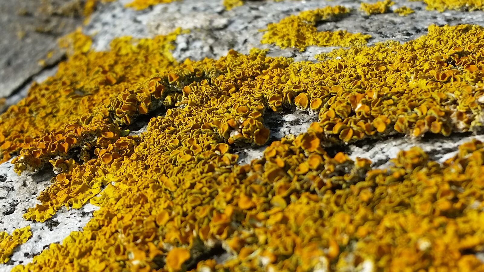 Samsung Galaxy S5 sample photo. Lichen, stone, wall photography