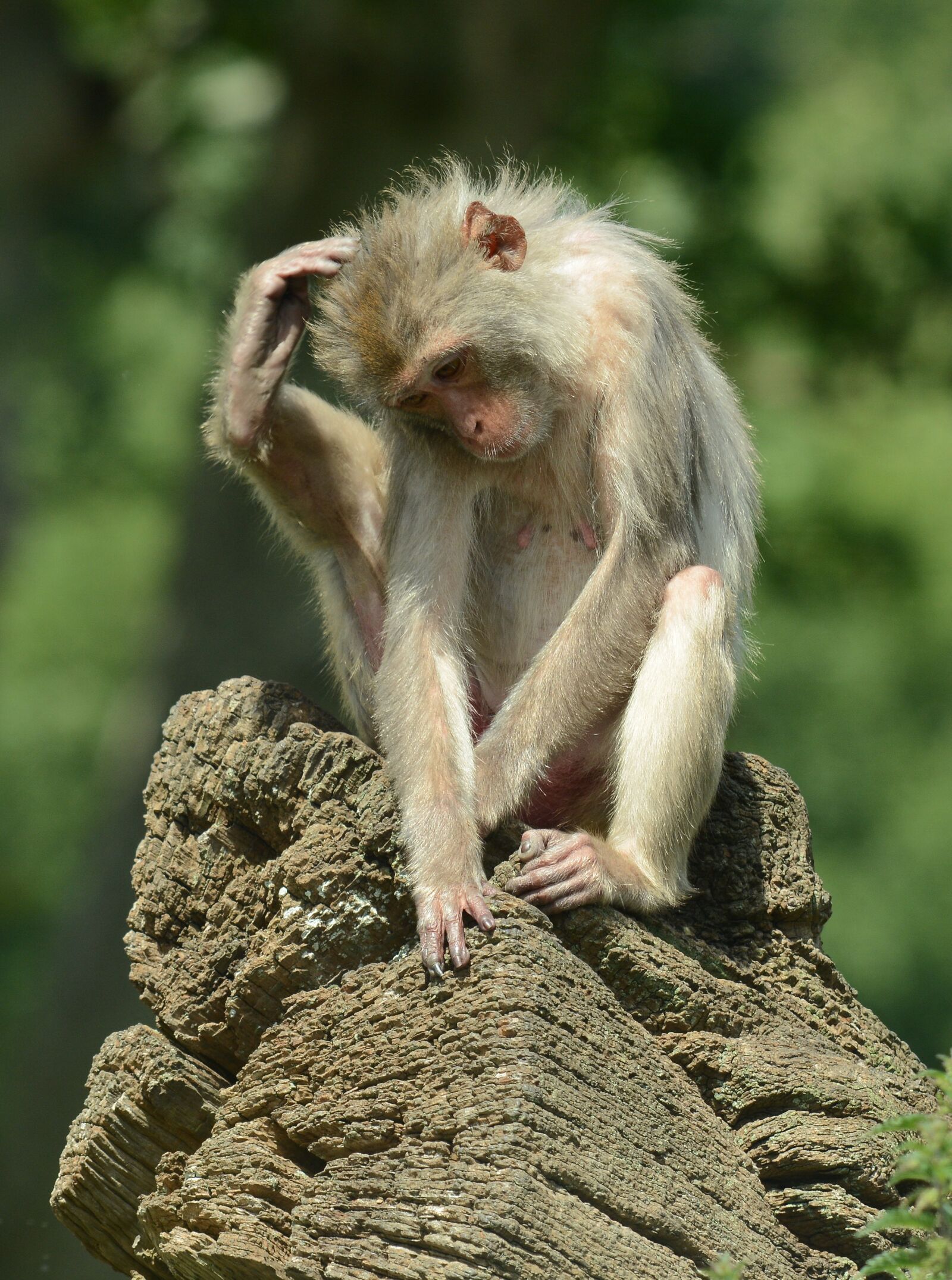 Nikon D7100 sample photo. Monkey, scratch, funny photography