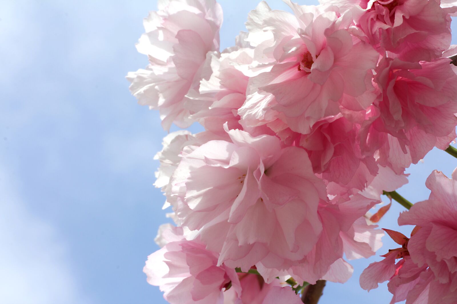 Canon EOS 60D + Canon EF 50mm F1.8 STM sample photo. Flowers, spring, plant photography
