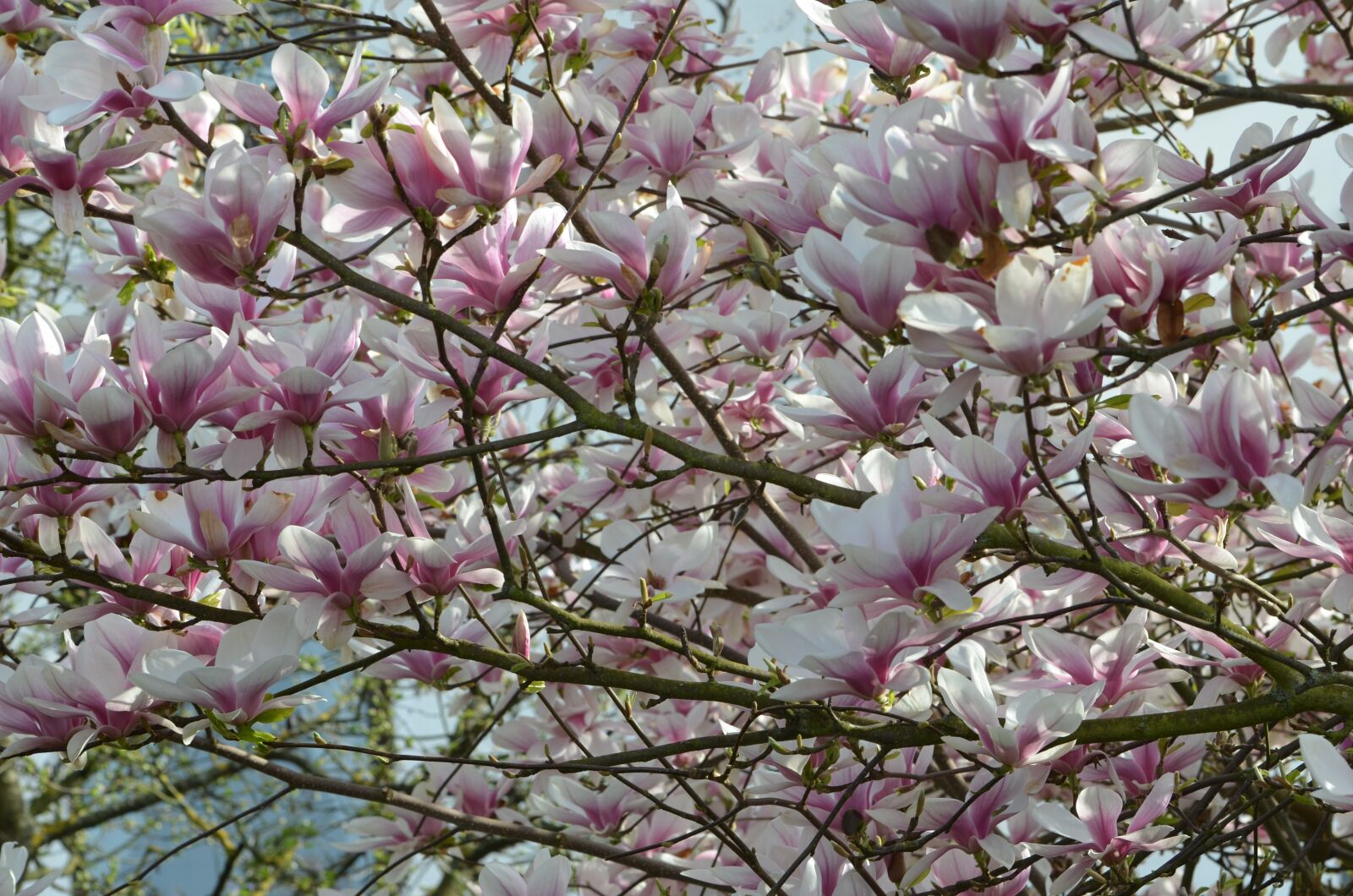 Nikon D5100 sample photo. Magnolia, tree, spring photography