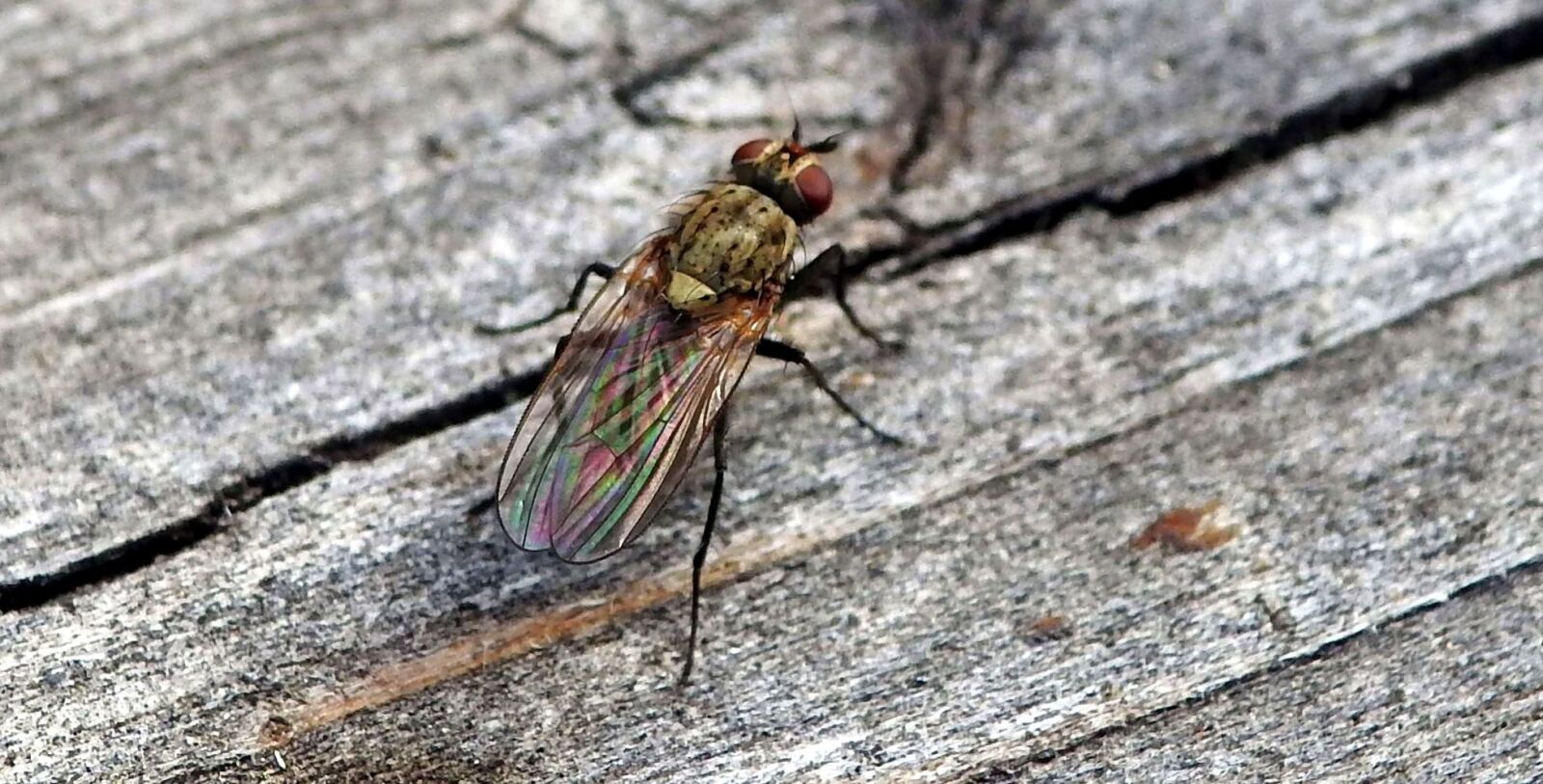 Nikon Coolpix P900 sample photo. Fly, insect, nature photography