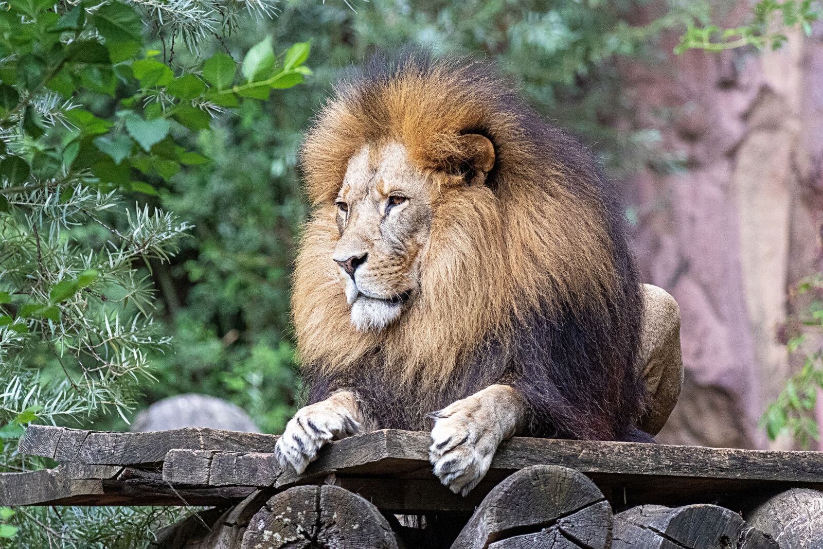 Canon EF 70-300 F4-5.6 IS II USM sample photo. Lion, cat, zoo photography