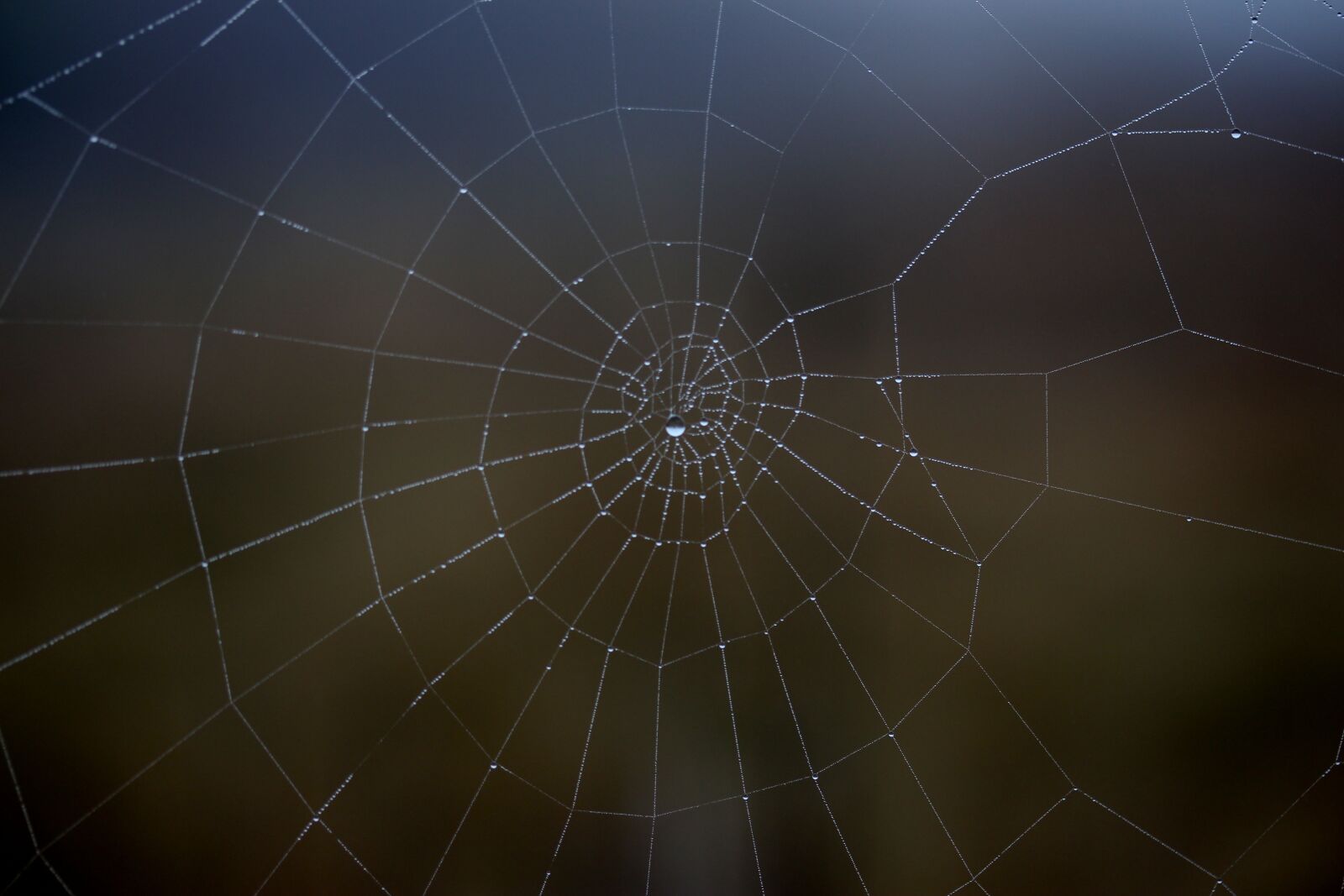 Canon EF-S 60mm F2.8 Macro USM sample photo. Spider web, wet, hooked photography