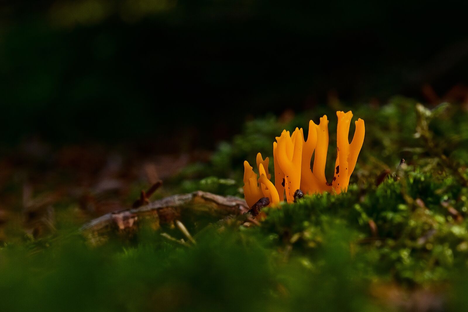 Nikon D5200 sample photo. Mushrooms, calocera viscosa, moss photography