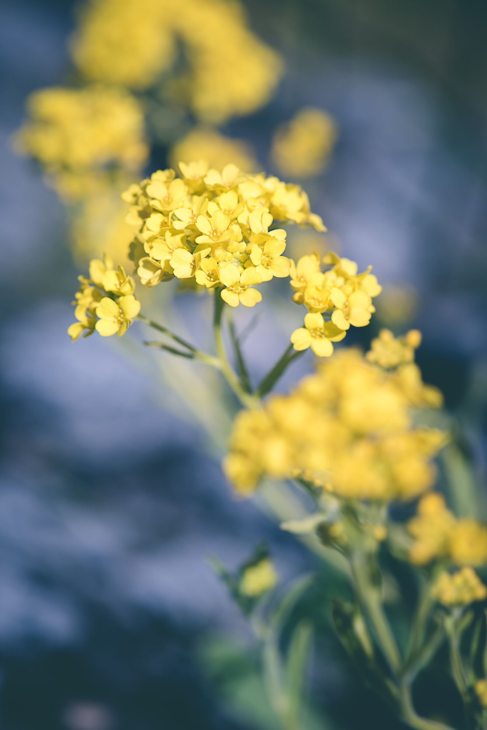 Nikon D750 sample photo. Flower, yellow, yellow flower photography
