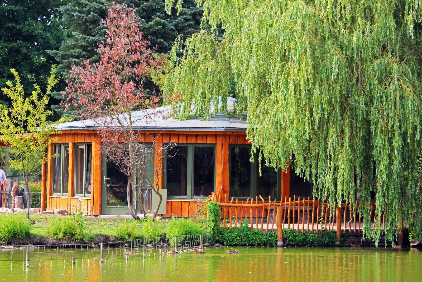 Canon EF-S 55-250mm F4-5.6 IS STM sample photo. Woodhouse, weeping willow, zoo photography