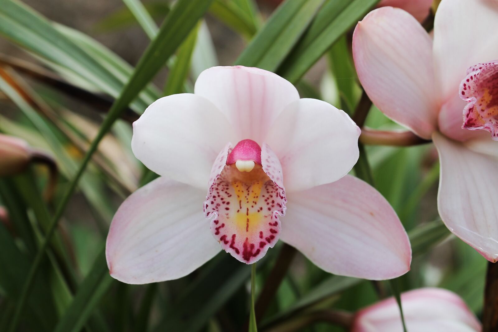 Canon EOS 1100D (EOS Rebel T3 / EOS Kiss X50) sample photo. Orchid, pink, flowers photography