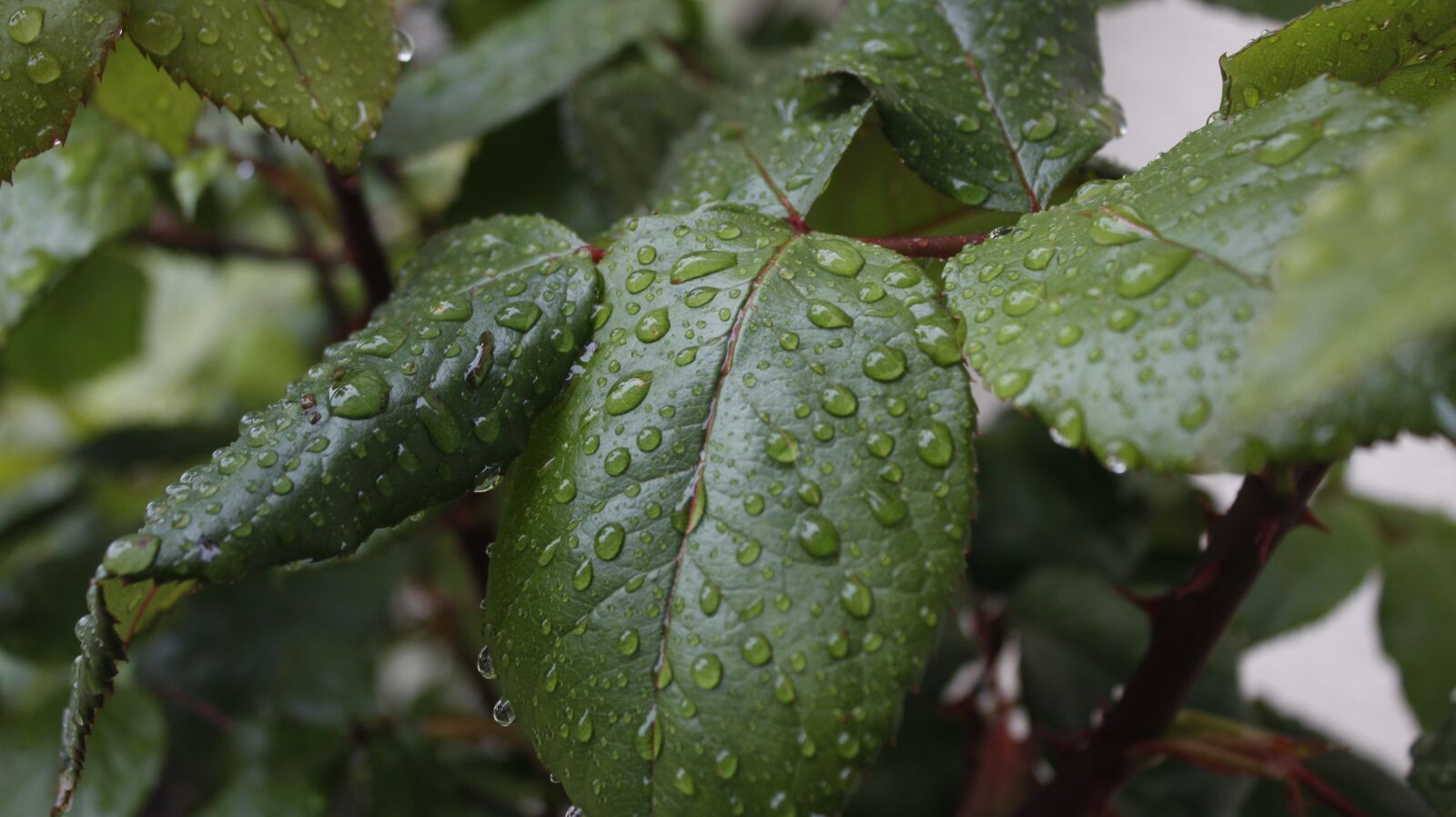 Canon EOS 1200D (EOS Rebel T5 / EOS Kiss X70 / EOS Hi) sample photo. Leaves, rosebush, water photography