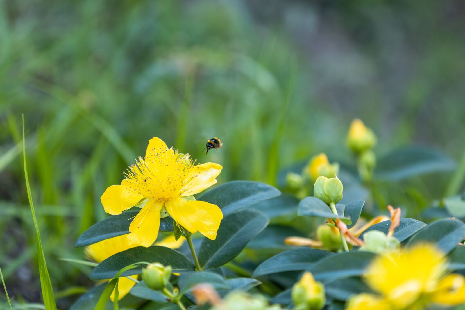 Canon EOS R sample photo. Bee, flower, yellow photography