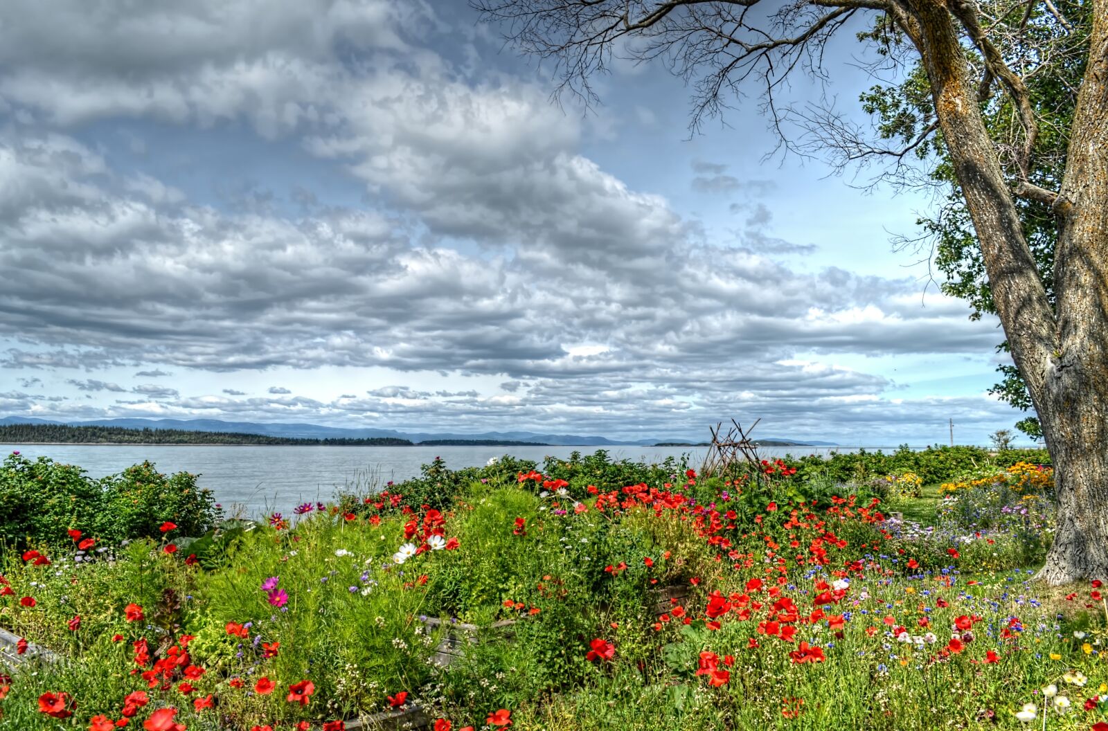 Nikon D5100 sample photo. Sky, river, tree photography