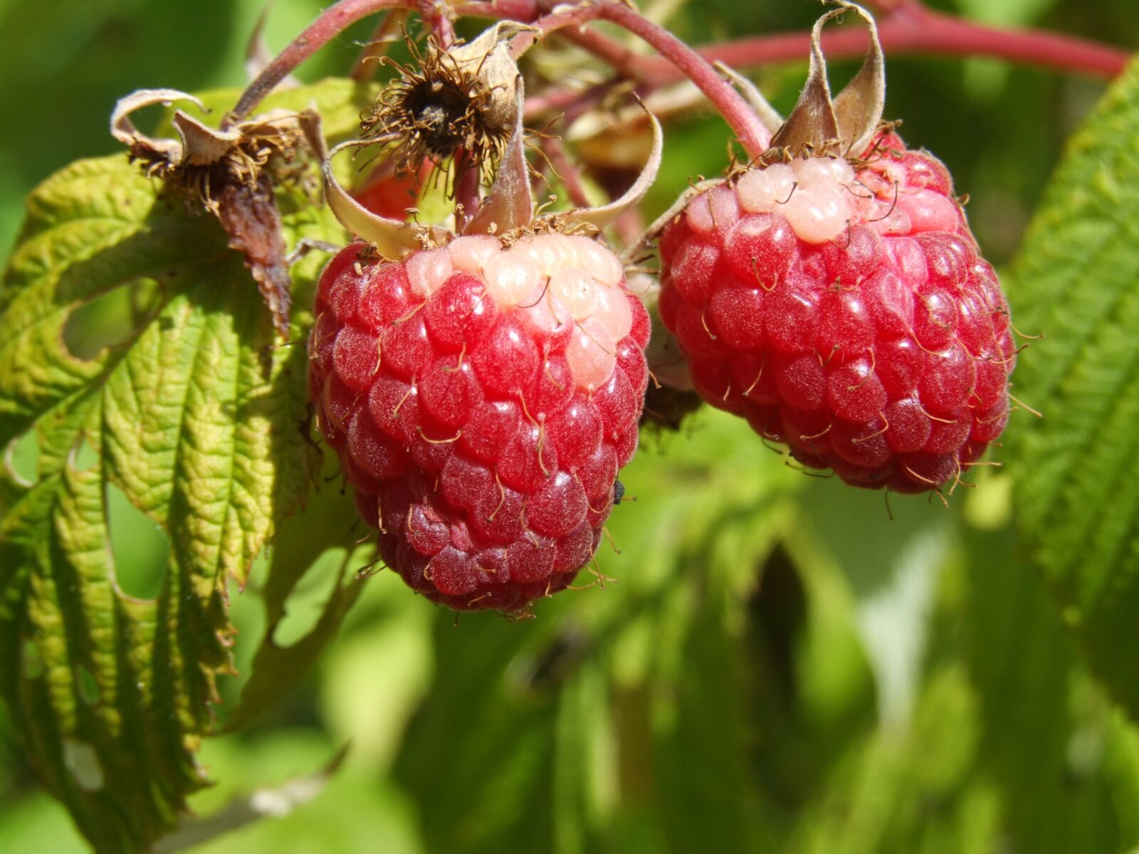 Fujifilm FinePix S9500 sample photo. Raspberry, agriculture, fruit photography
