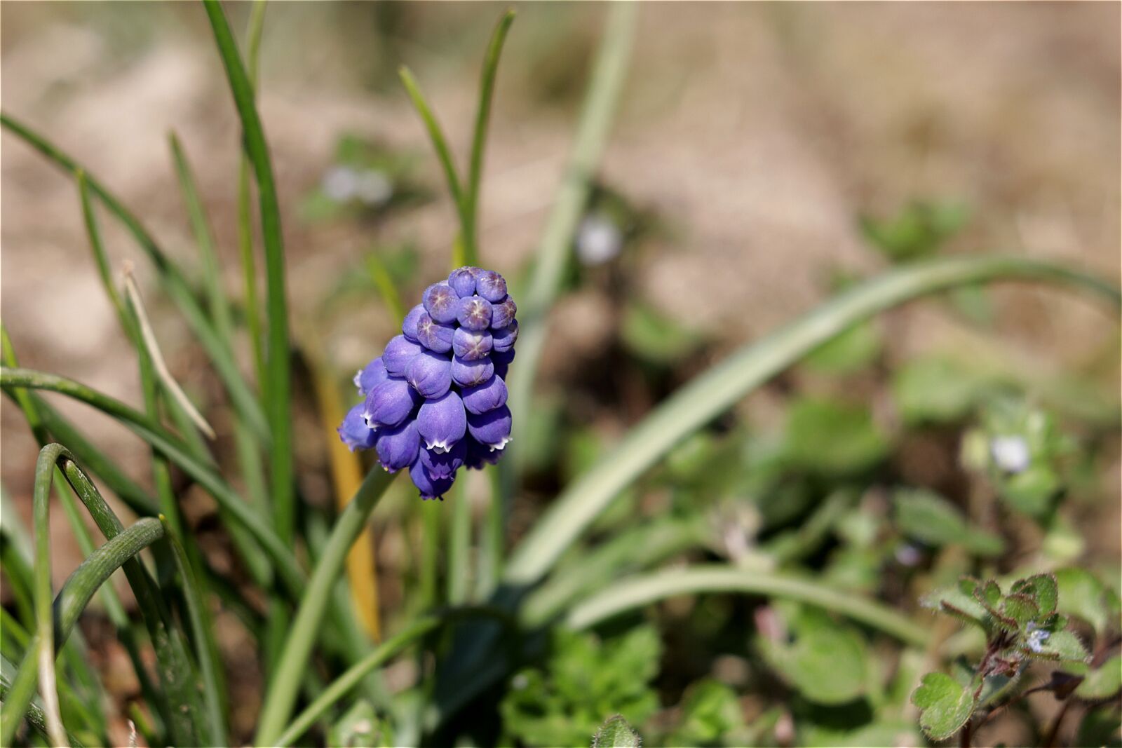 Canon EOS R + Canon EF 70-300 F4-5.6 IS II USM sample photo. Spring, hyacinth, muscari photography