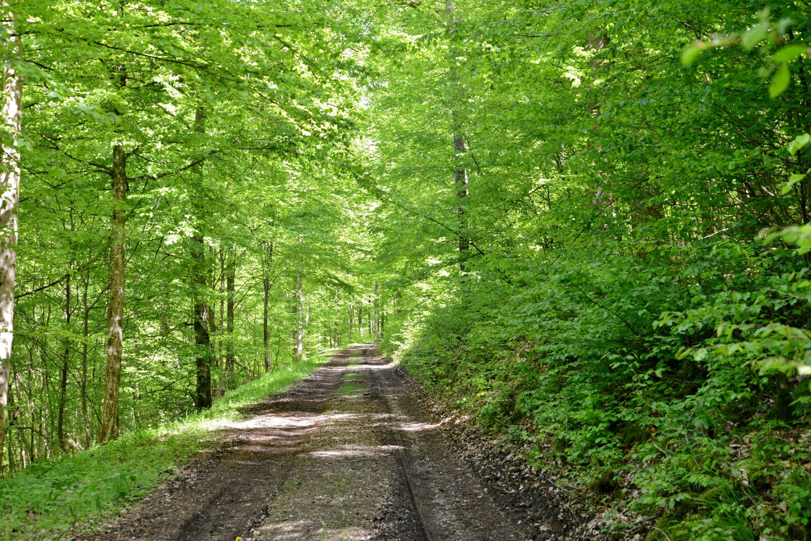 Nikon D600 sample photo. Forest path, trees, leaves photography