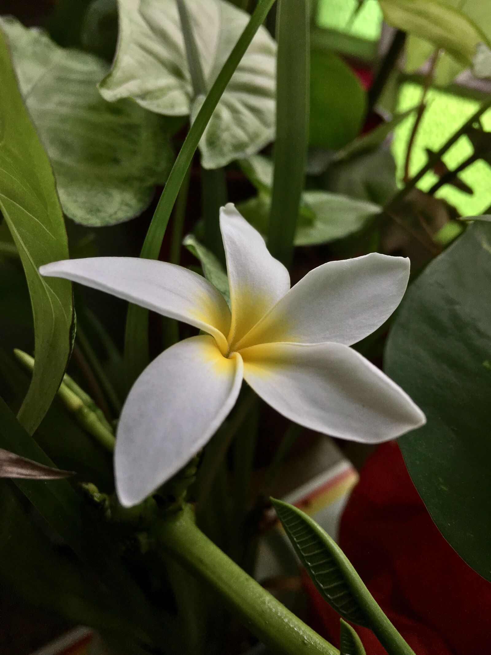 iPhone 6s Plus back camera 4.15mm f/2.2 sample photo. White flower, white petals photography