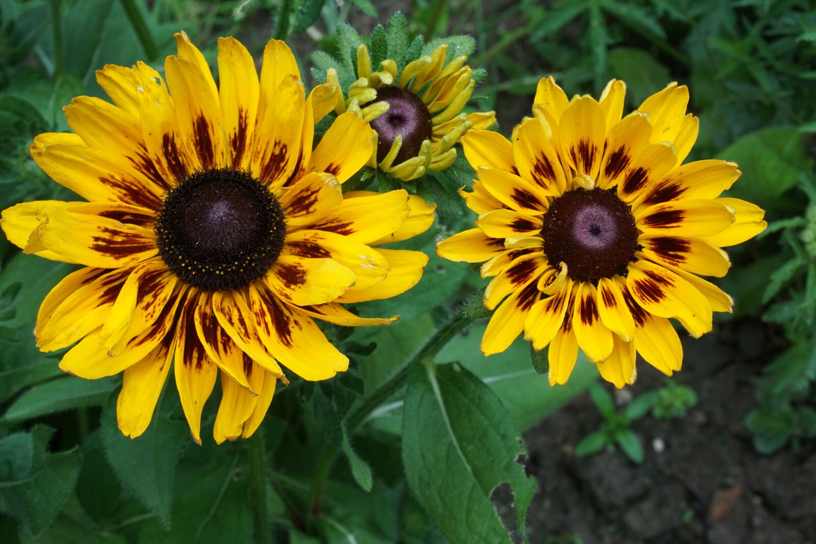 Sony a6000 sample photo. Coneflower, flower, yellow photography