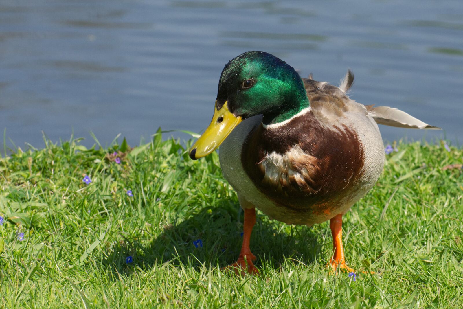 Nikon D7200 sample photo. Drake, mallard, water bird photography