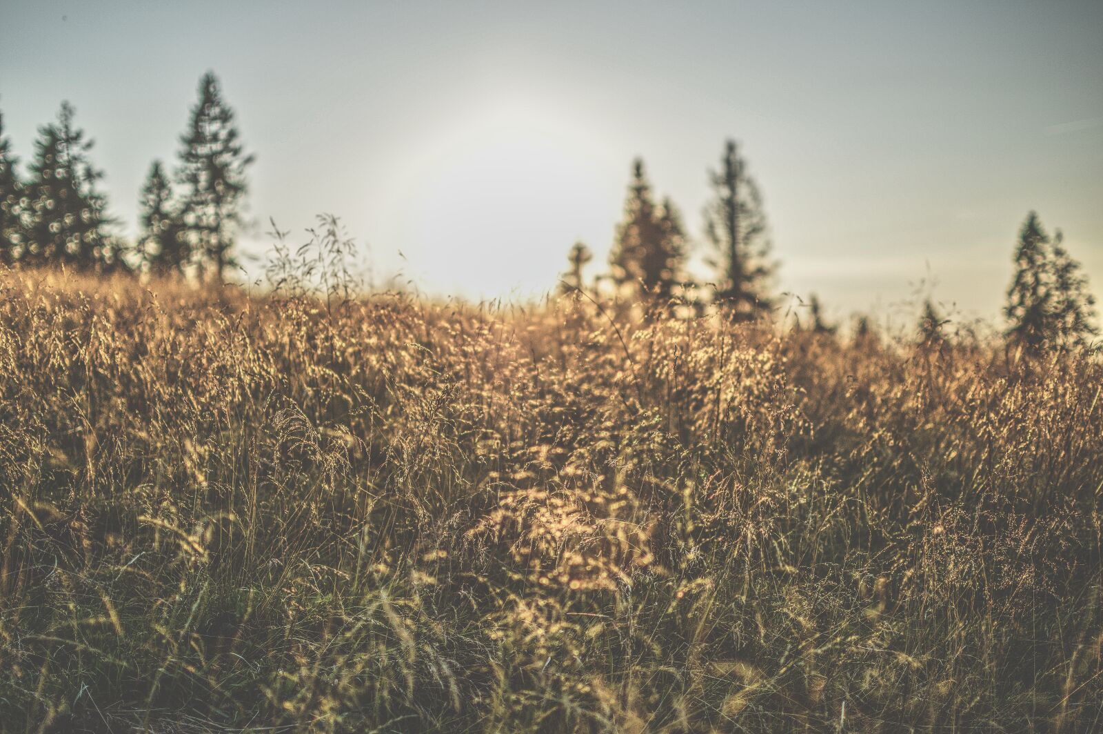 Nikon D3200 sample photo. Corn, meadow, grass photography