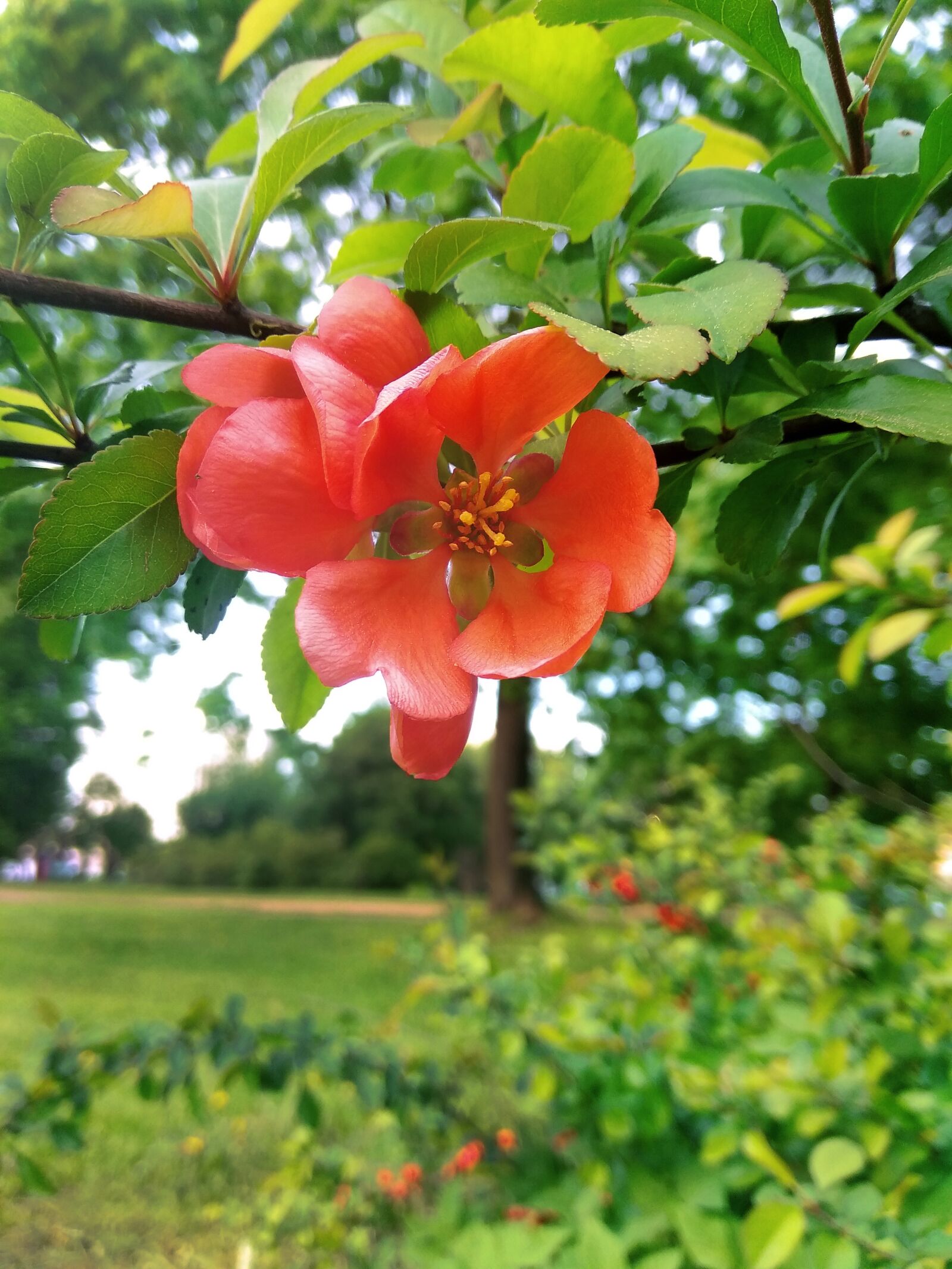 Xiaomi Redmi Note 4 sample photo. Shrub, flowers, inflorescences photography