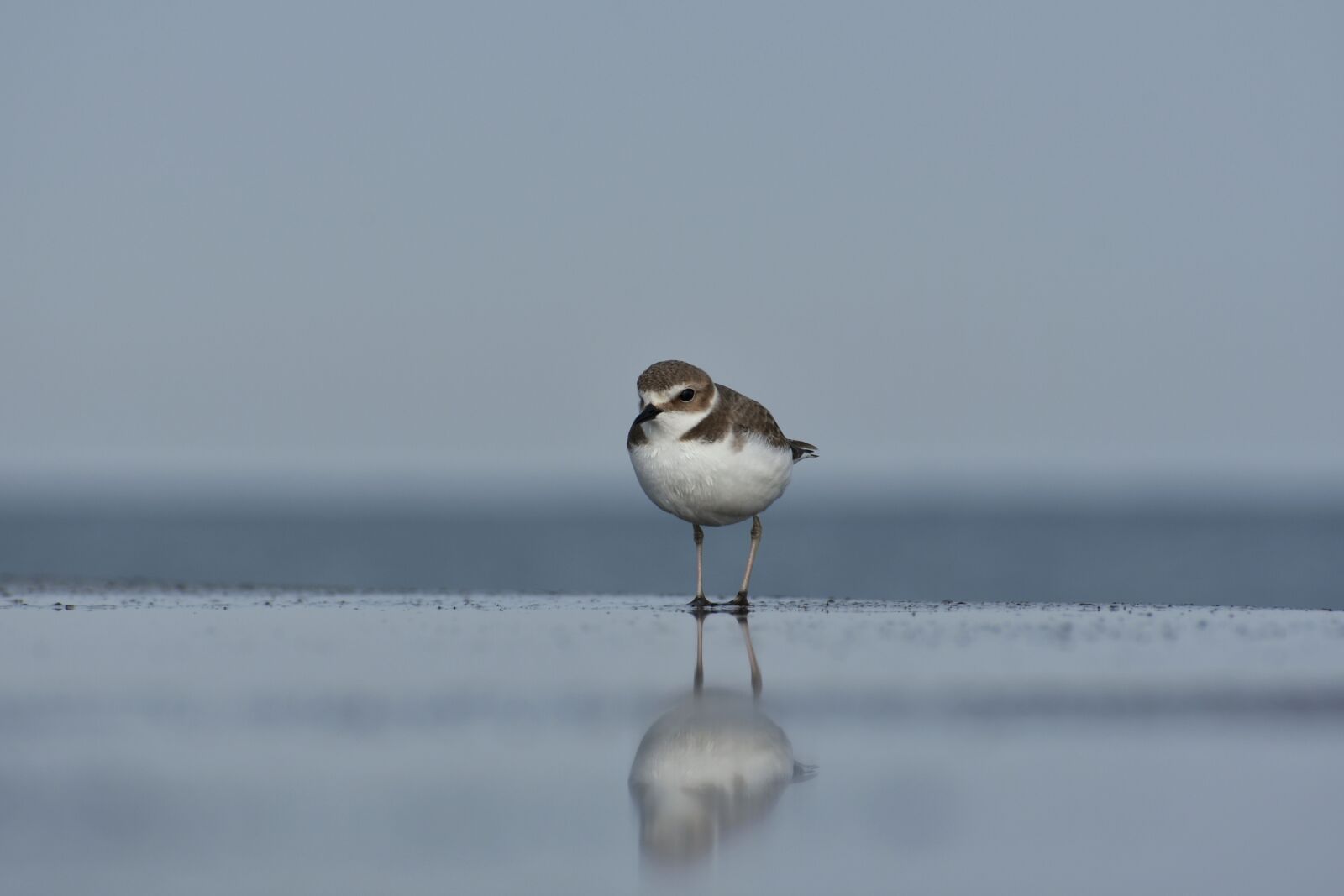 Nikon D7200 sample photo. Animal, sea, bird photography