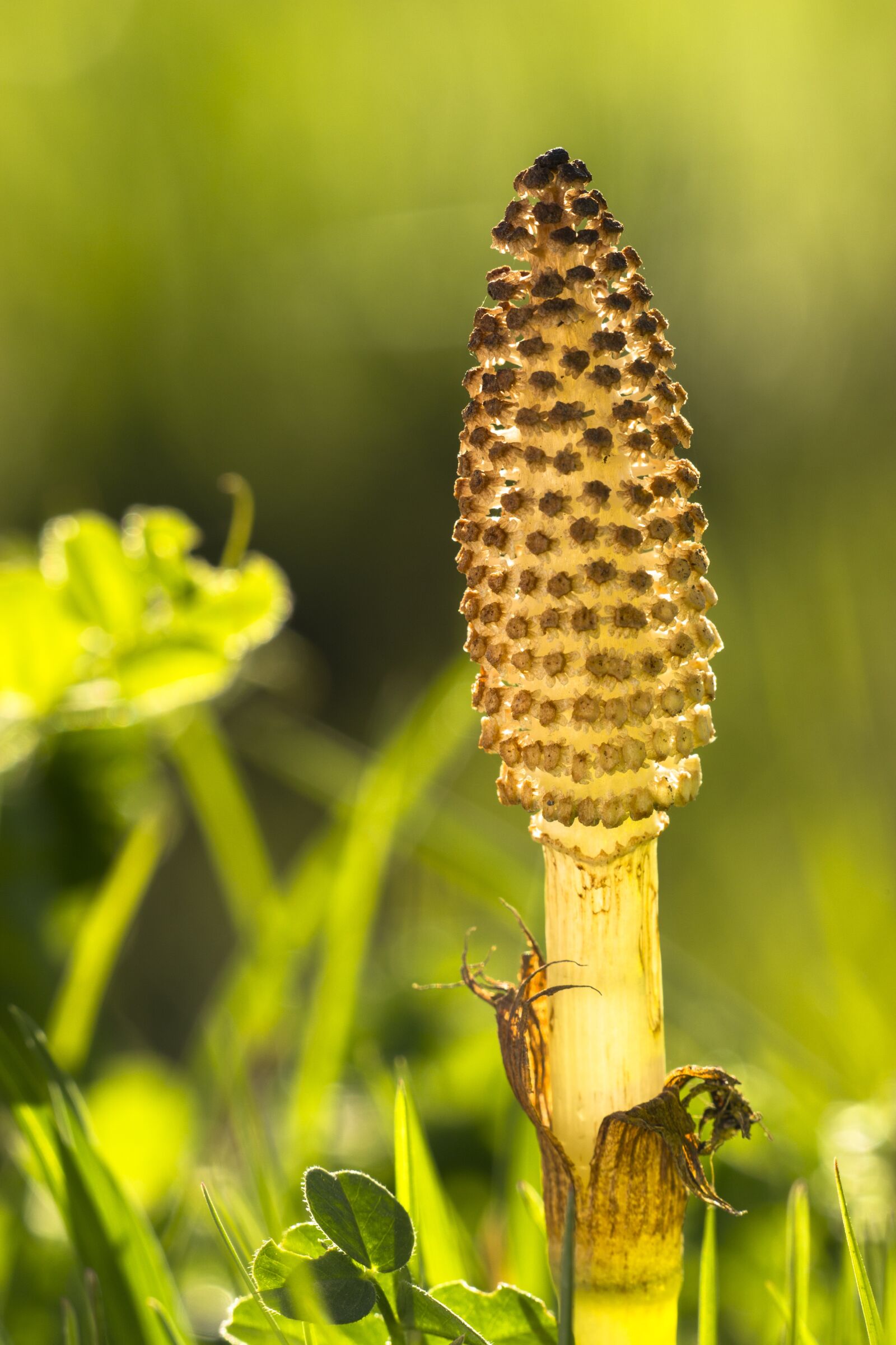 Canon EOS 700D (EOS Rebel T5i / EOS Kiss X7i) sample photo. Horsetail, cattail, green photography