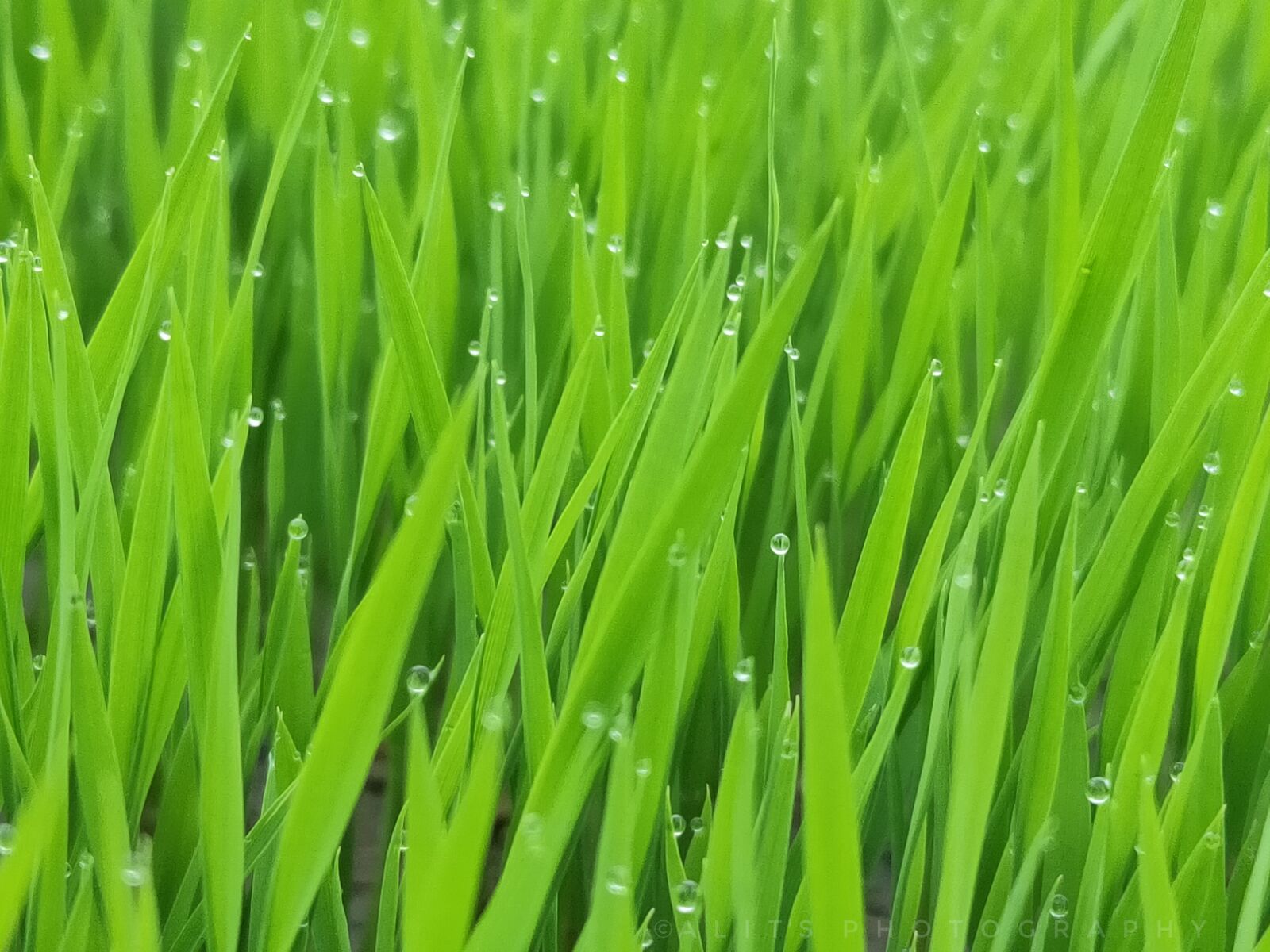 Realme 3 PRO sample photo. Green, plants, nature photography