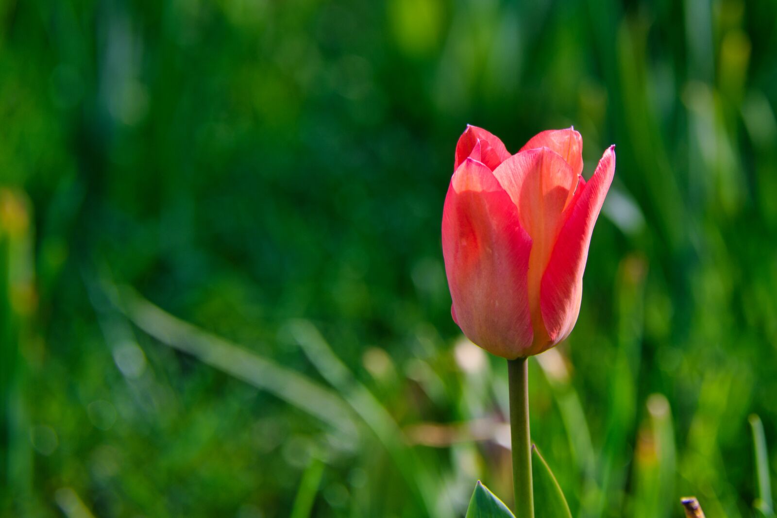 Nikon D7500 sample photo. Tulpenbluete, spring, tulip photography