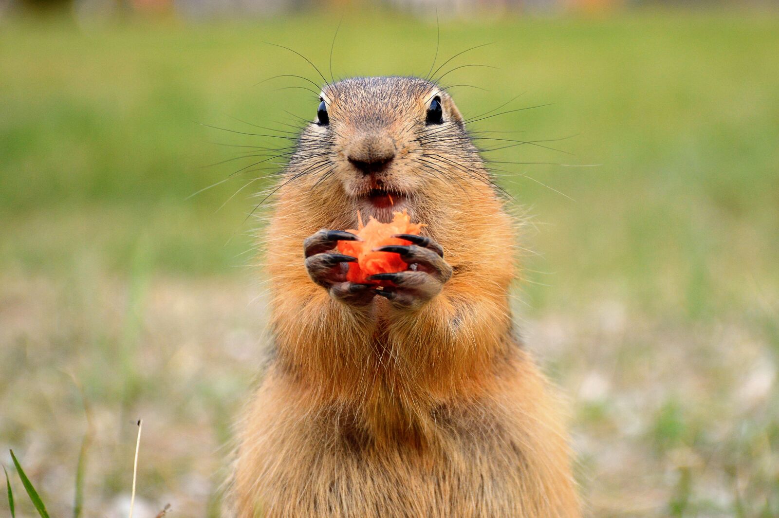 Nikon D3200 sample photo. Marmot, glade, summer photography