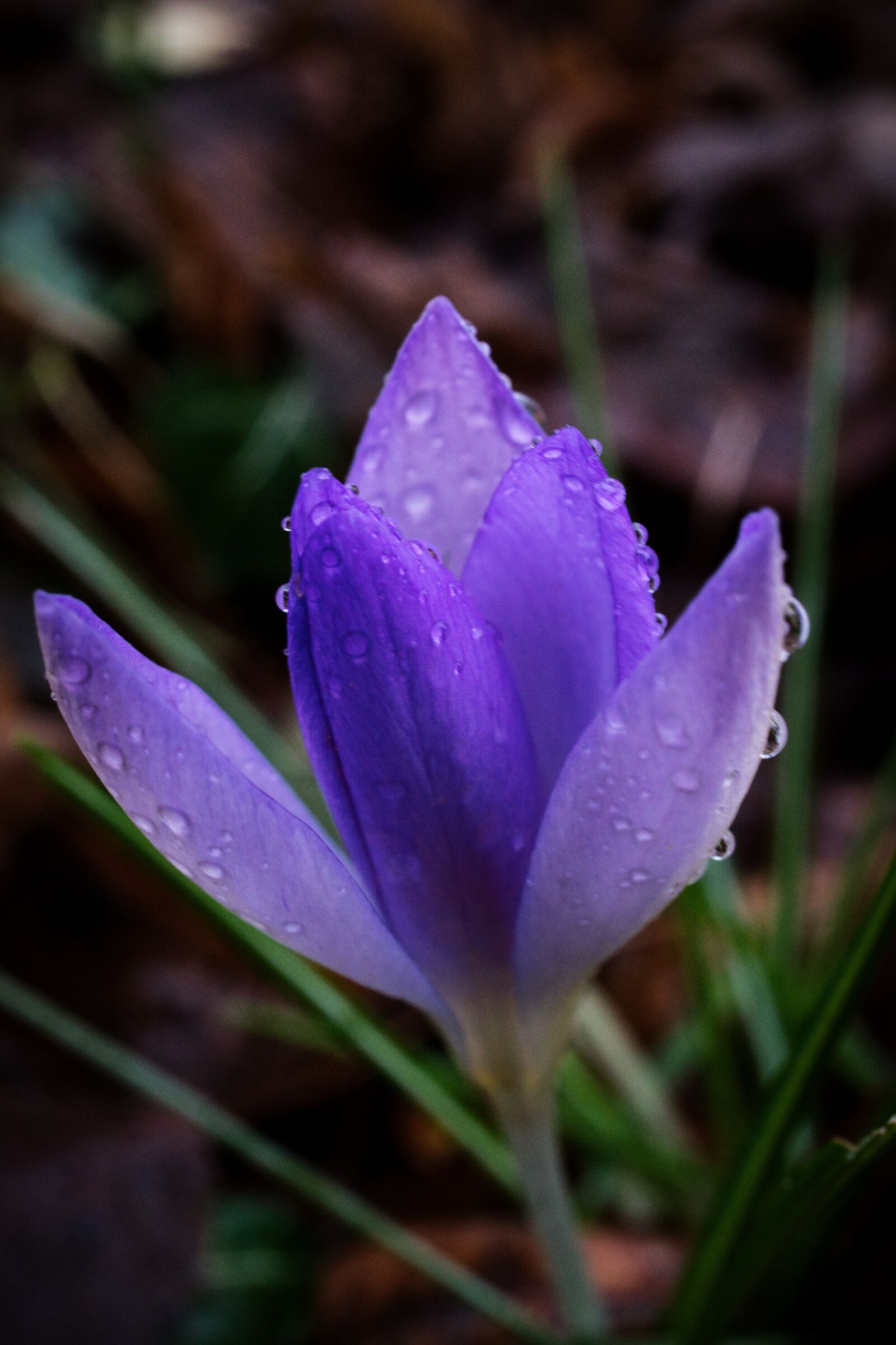 Sony E 30mm F3.5 Macro sample photo. Crocus, flowers, nature photography