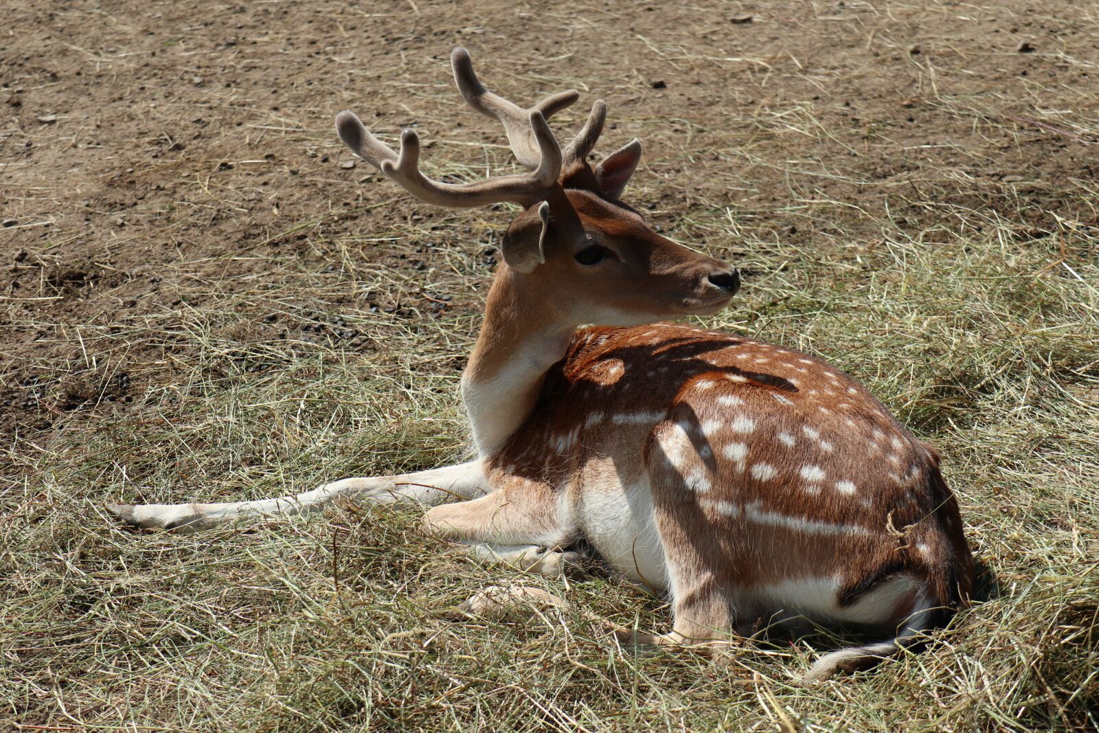 Canon EOS M6 sample photo. Daniel, animal, tom photography