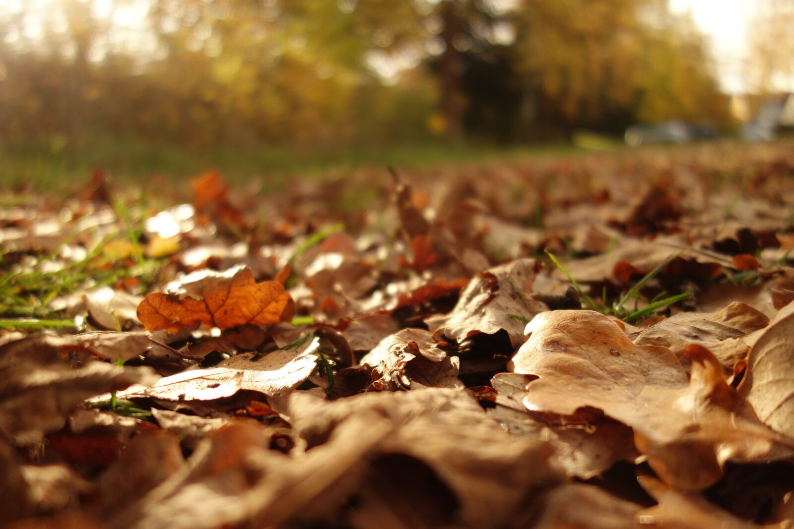 Sony Cyber-shot DSC-RX100 sample photo. Leaves, withered, nature photography