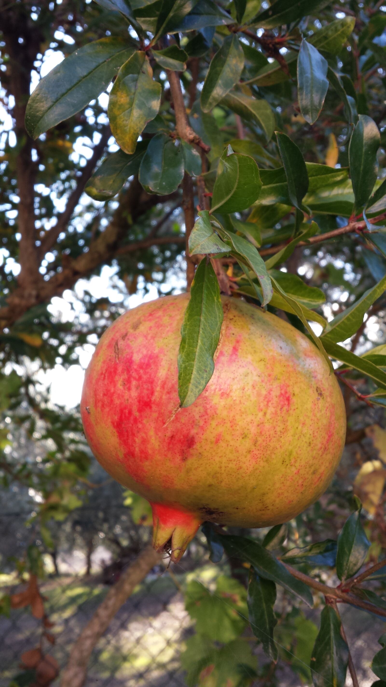 Samsung Galaxy S4 sample photo. Pomegranate, fruit, food photography