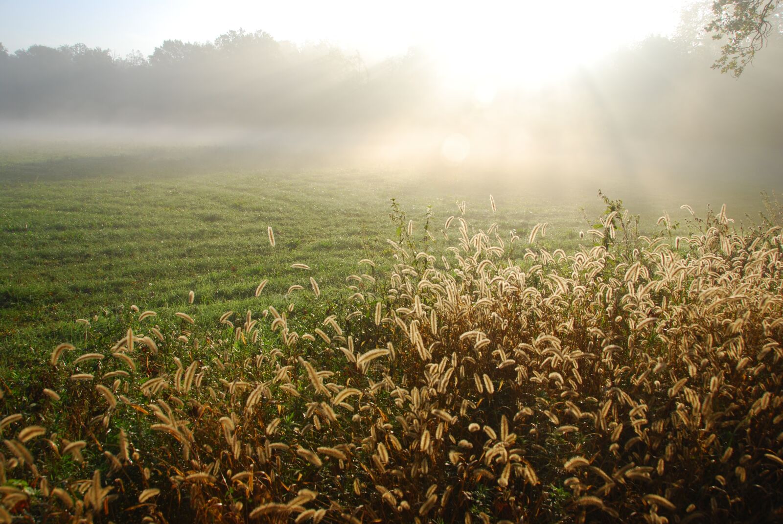 Nikon D80 sample photo. Light, sun, prato photography