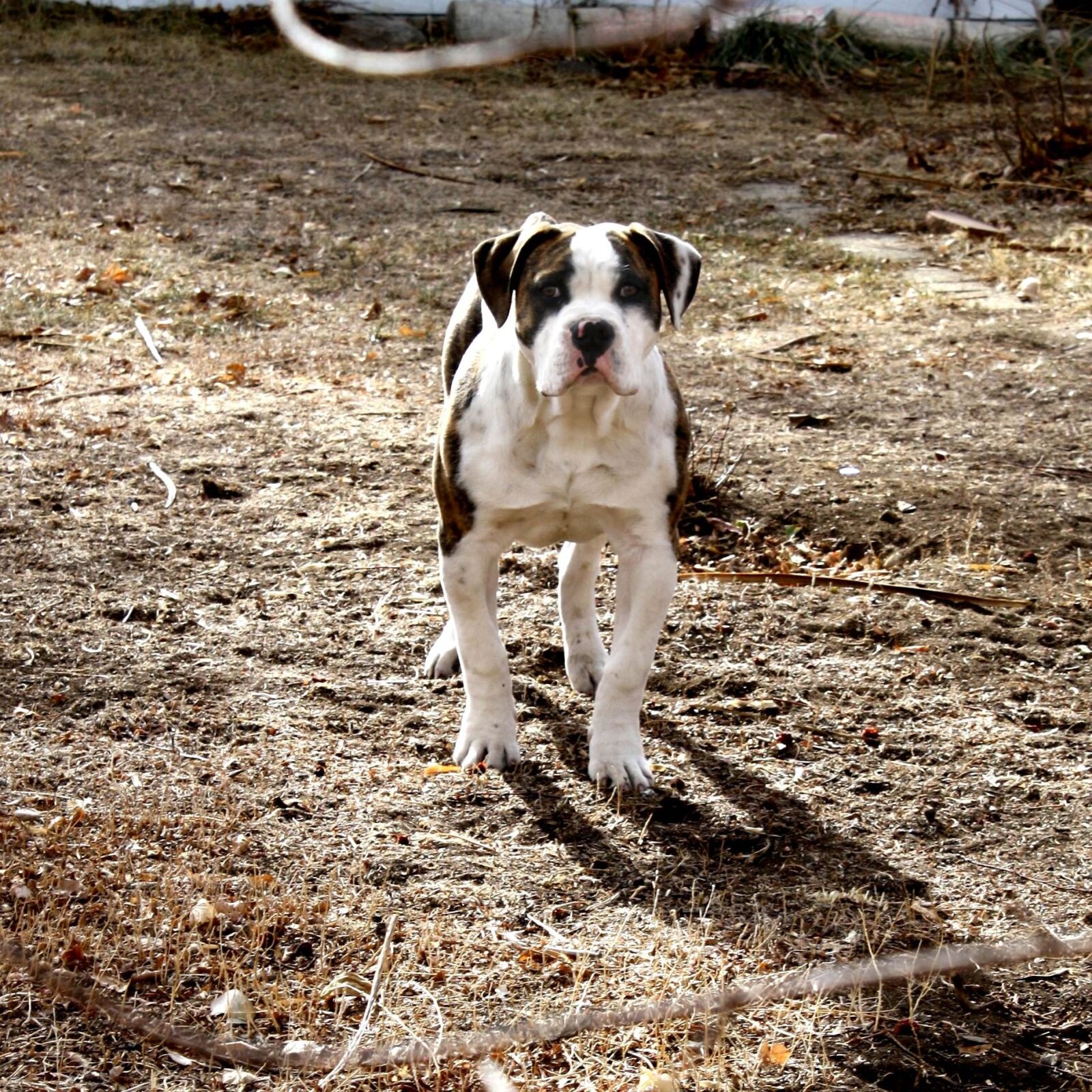 Canon EOS 1000D (EOS Digital Rebel XS / EOS Kiss F) sample photo. Brown, white, dog photography