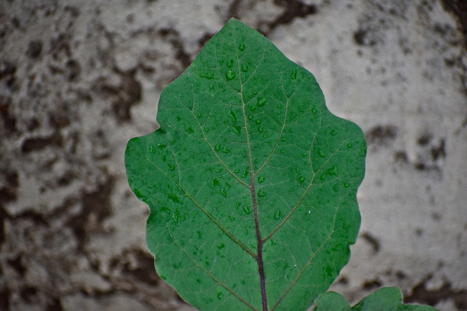 Nikon D5600 sample photo. Brinjal leaf, egg plant photography