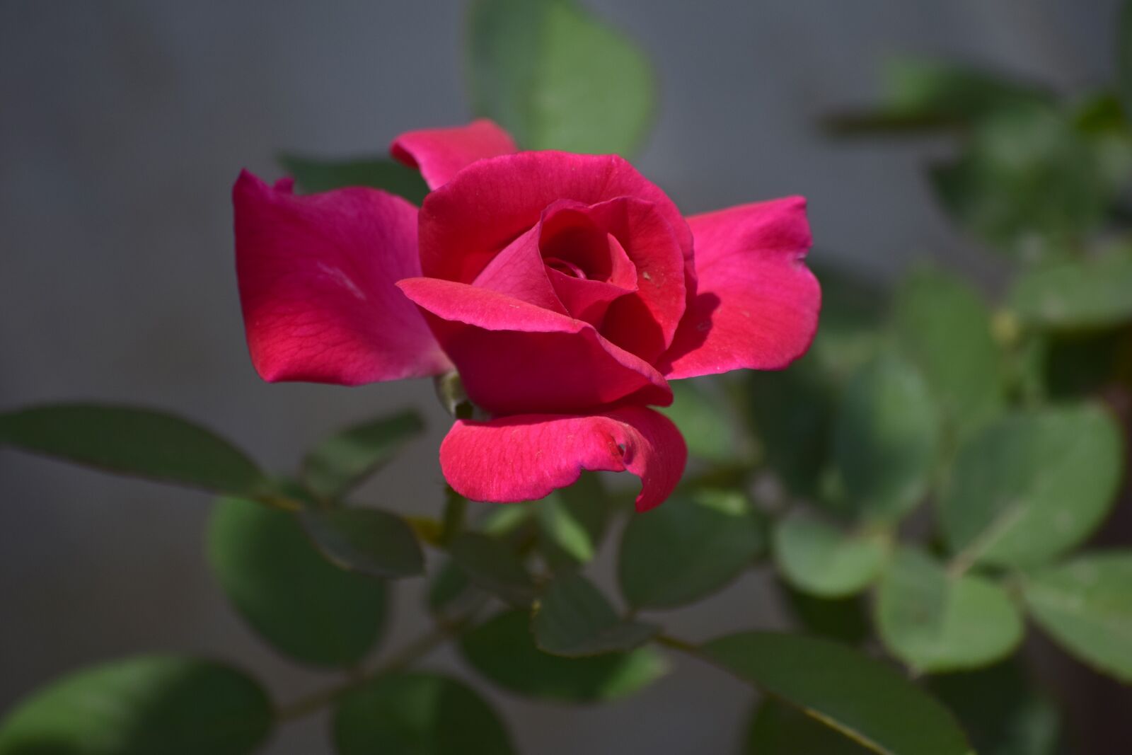 Nikon D5300 sample photo. Rose, flower, red photography