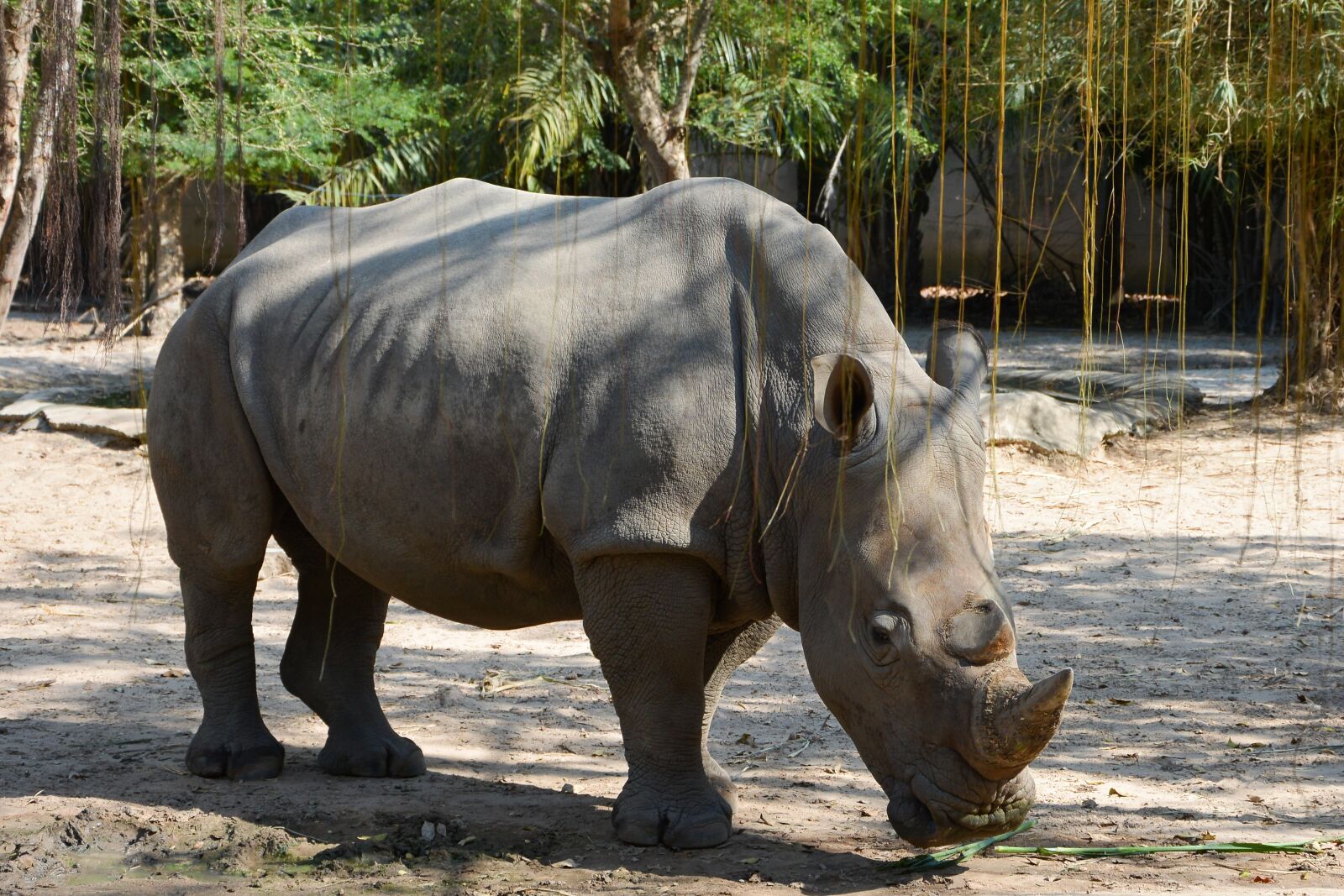 Nikon D7100 sample photo. Rhino, animal, nature photography