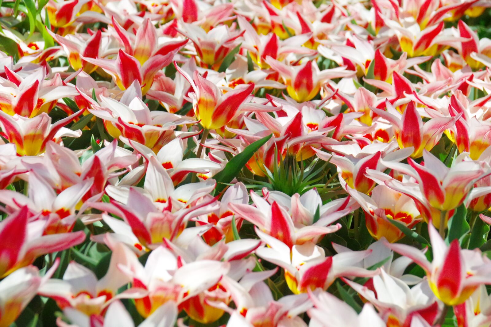 Pentax K-3 sample photo. Keukenhof, holland, tulip photography