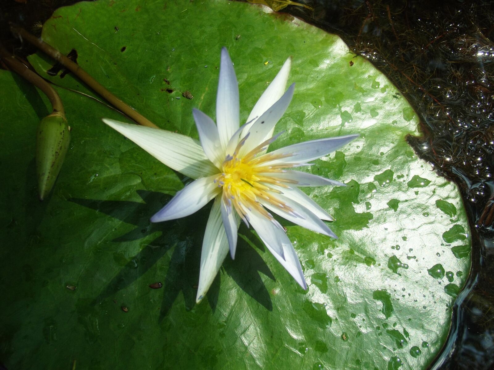 Fujifilm FinePix S2980 sample photo. Flower, linda, lake photography