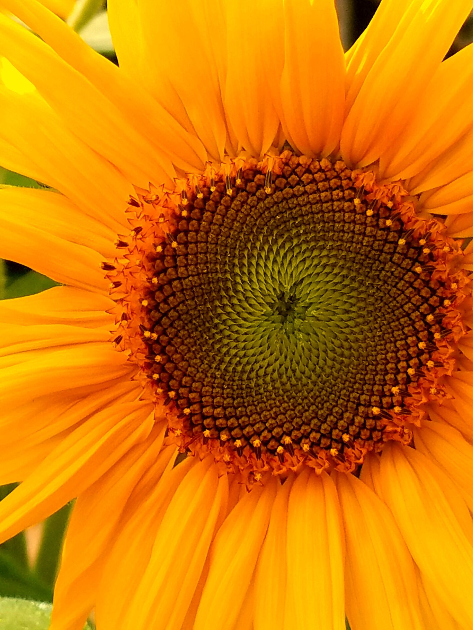 Samsung Galaxy S7 sample photo. Sunflower, flower, happy photography