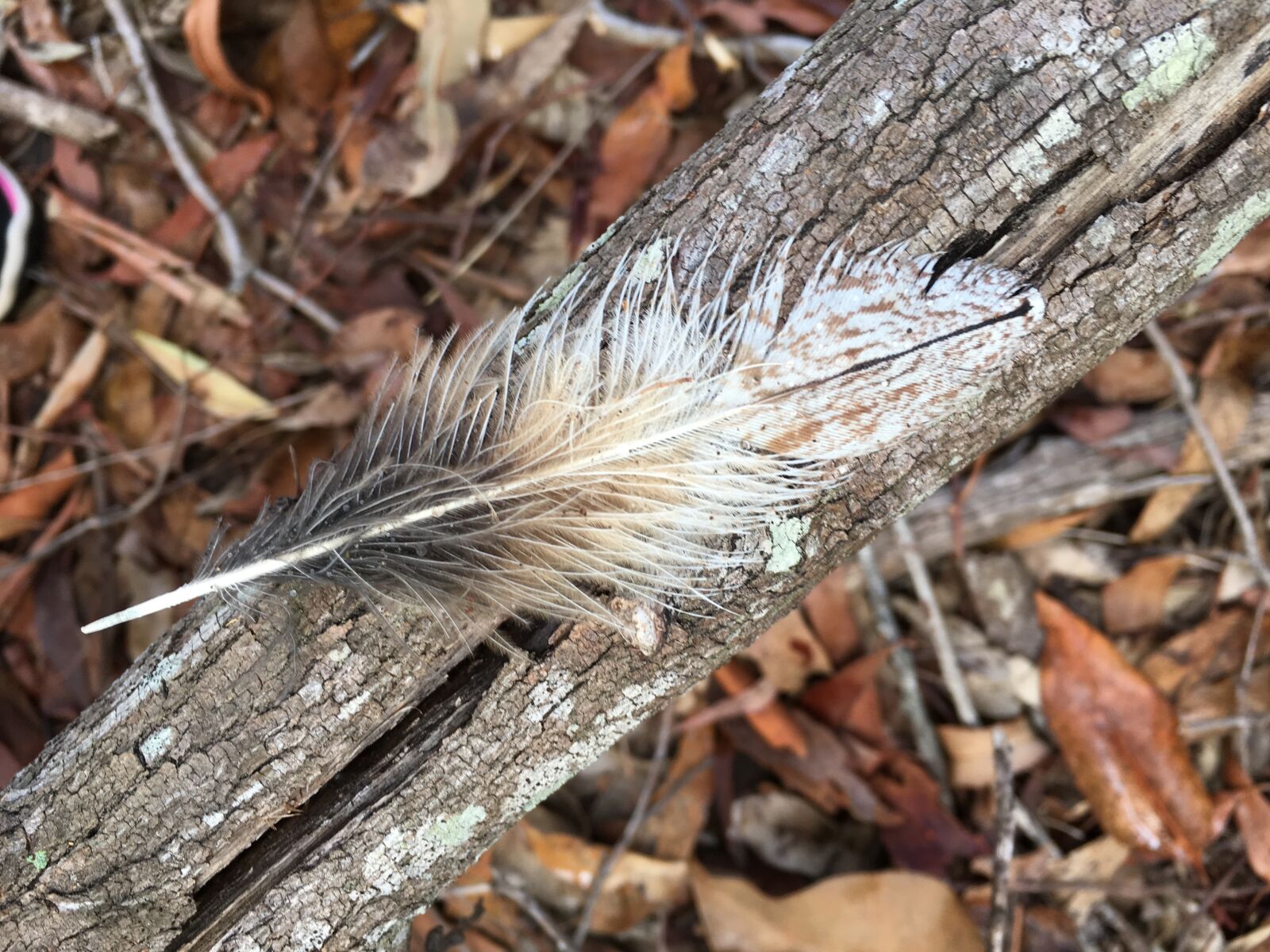 Apple iPhone 6s sample photo. Feather, nature photography