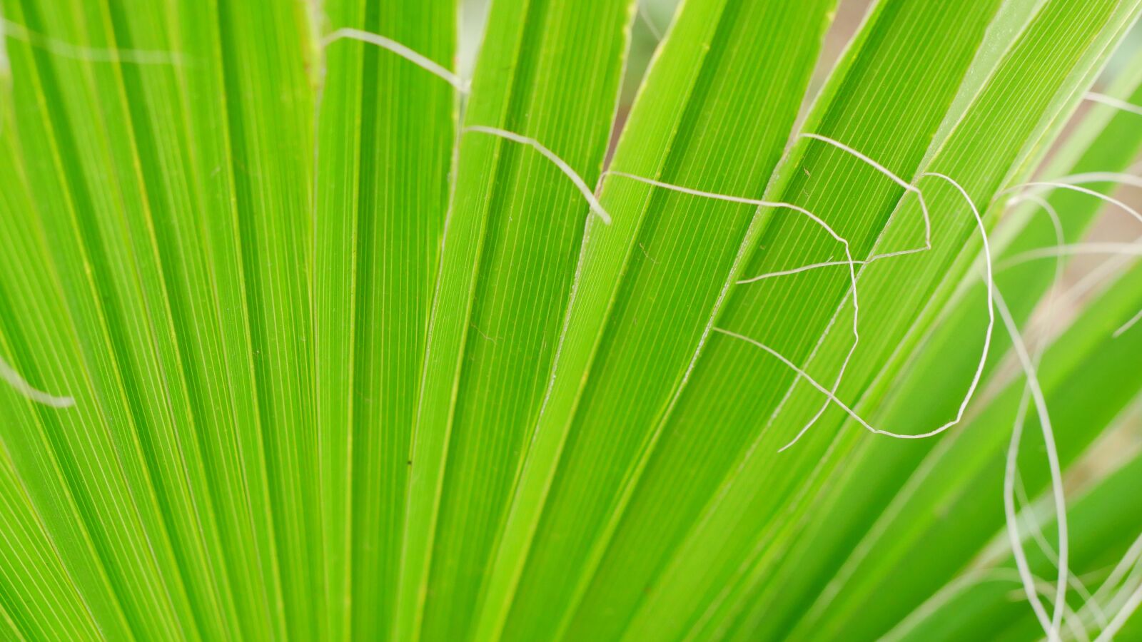 Panasonic Lumix DMC-GX85 (Lumix DMC-GX80 / Lumix DMC-GX7 Mark II) sample photo. James, palm, palm fronds photography